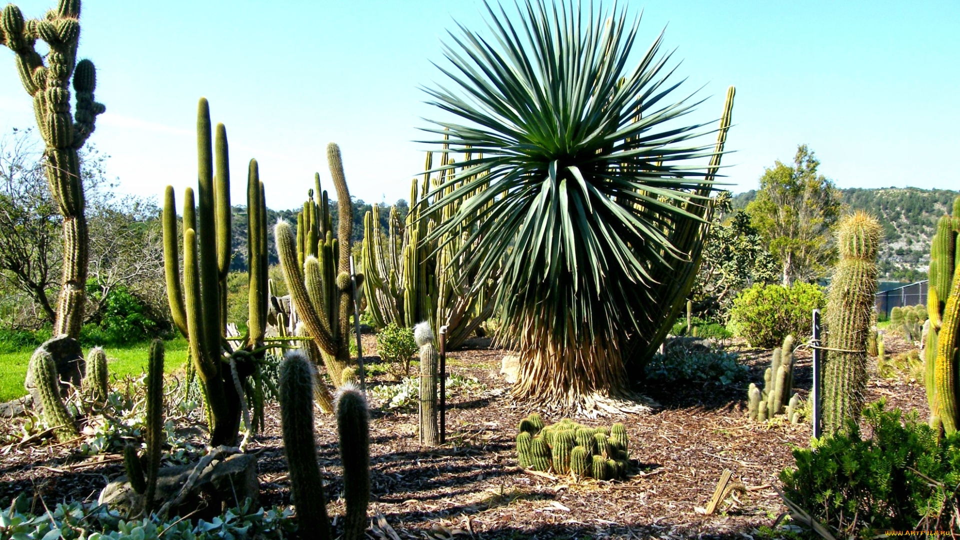 cactus, garden, природа, парк, трава, кактусы