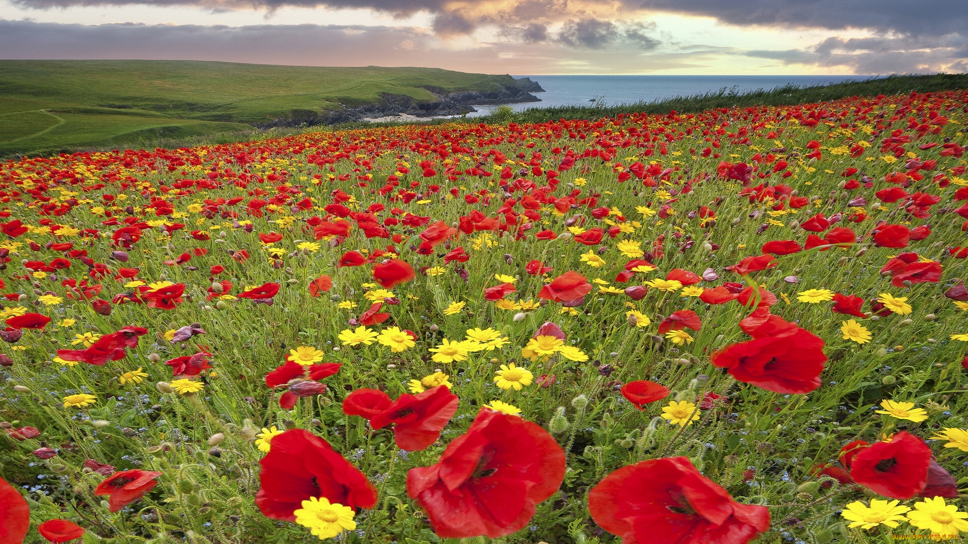 cornwall, england, природа, луга, корнуолл, англия, побережье, цветы, маки, ромашки