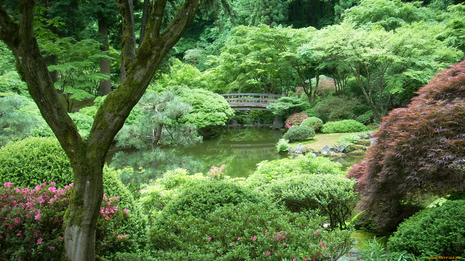 portland, japanese, garden, орегон, сша, природа, парк, водоем, мостик, растения