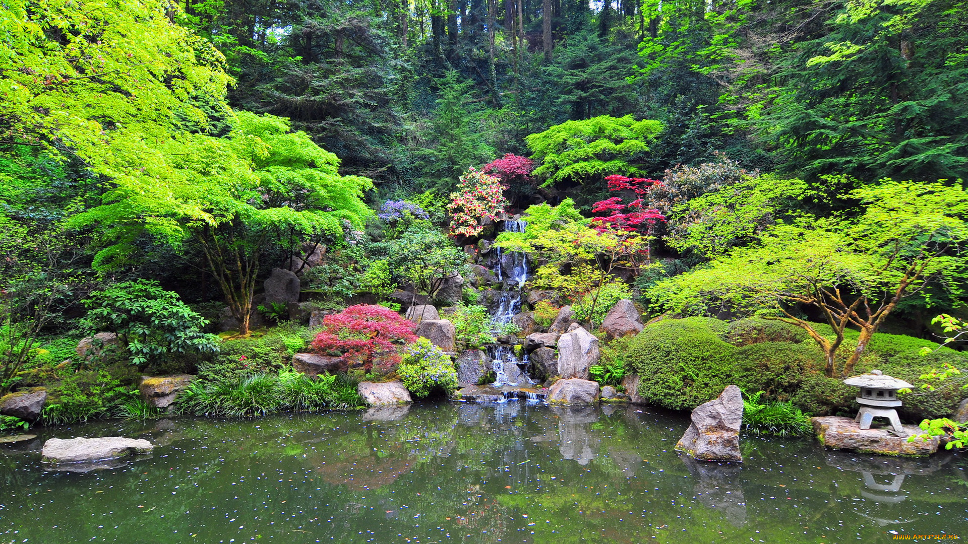 portland, japanese, garden, природа, парк, водоем, водопад, цветы, камешки, растения