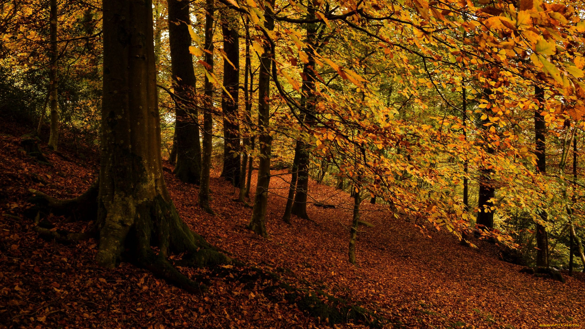 природа, лес, осень, листья, деревья