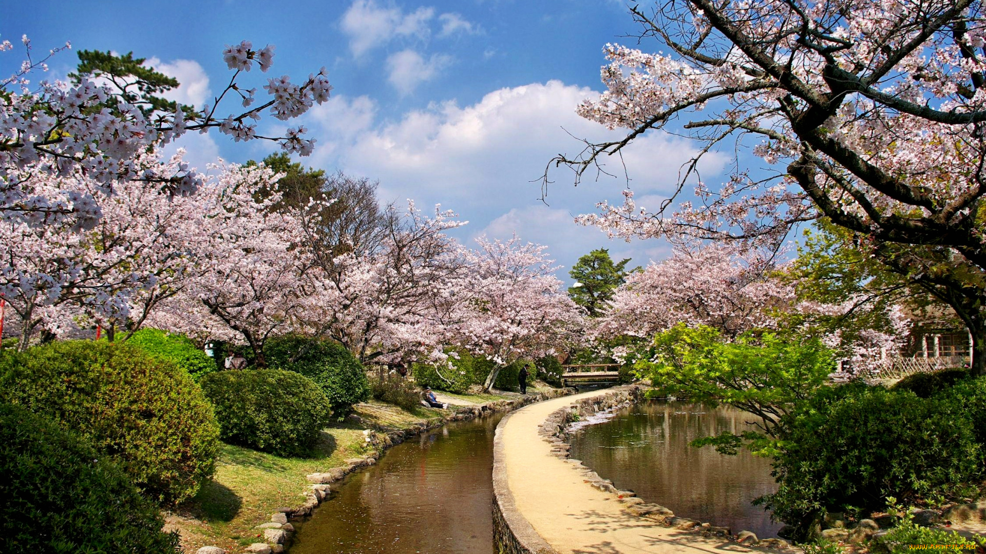 природа, парк, деревья, цветущая, сакура, канал, пруд