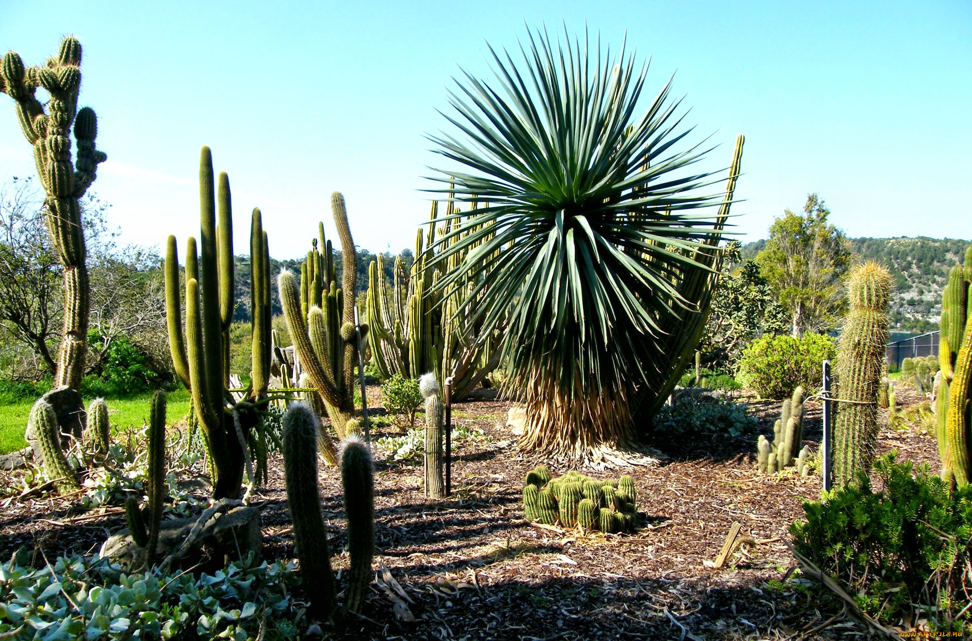 cactus, garden, природа, парк, трава, кактусы
