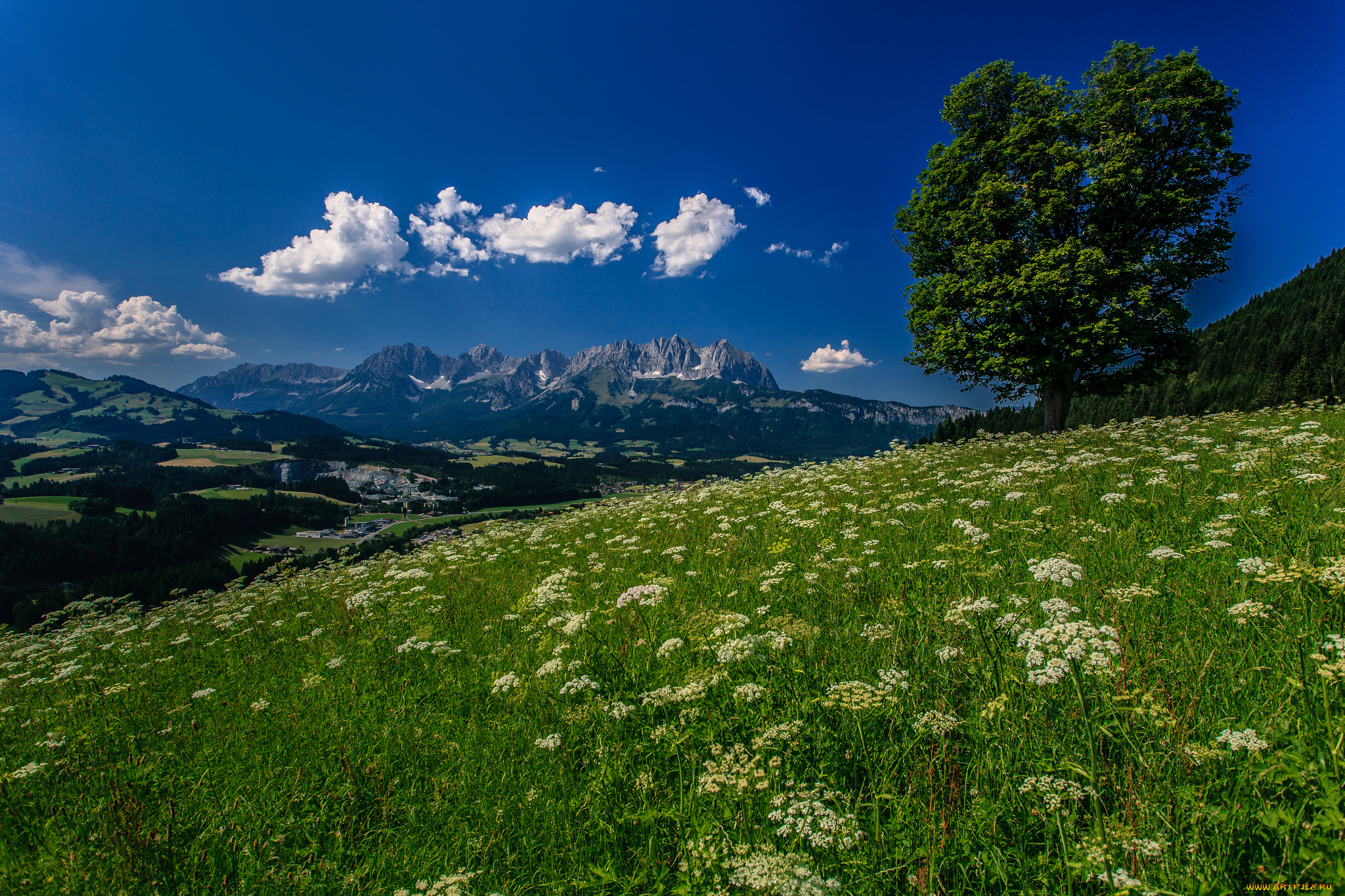 kitzb&, 252, hel, austria, природа, пейзажи, луг, цветы, горы, дерево, альпы, тироль, австрия, kitzbuhel, tyrol, alps, кицбюэль