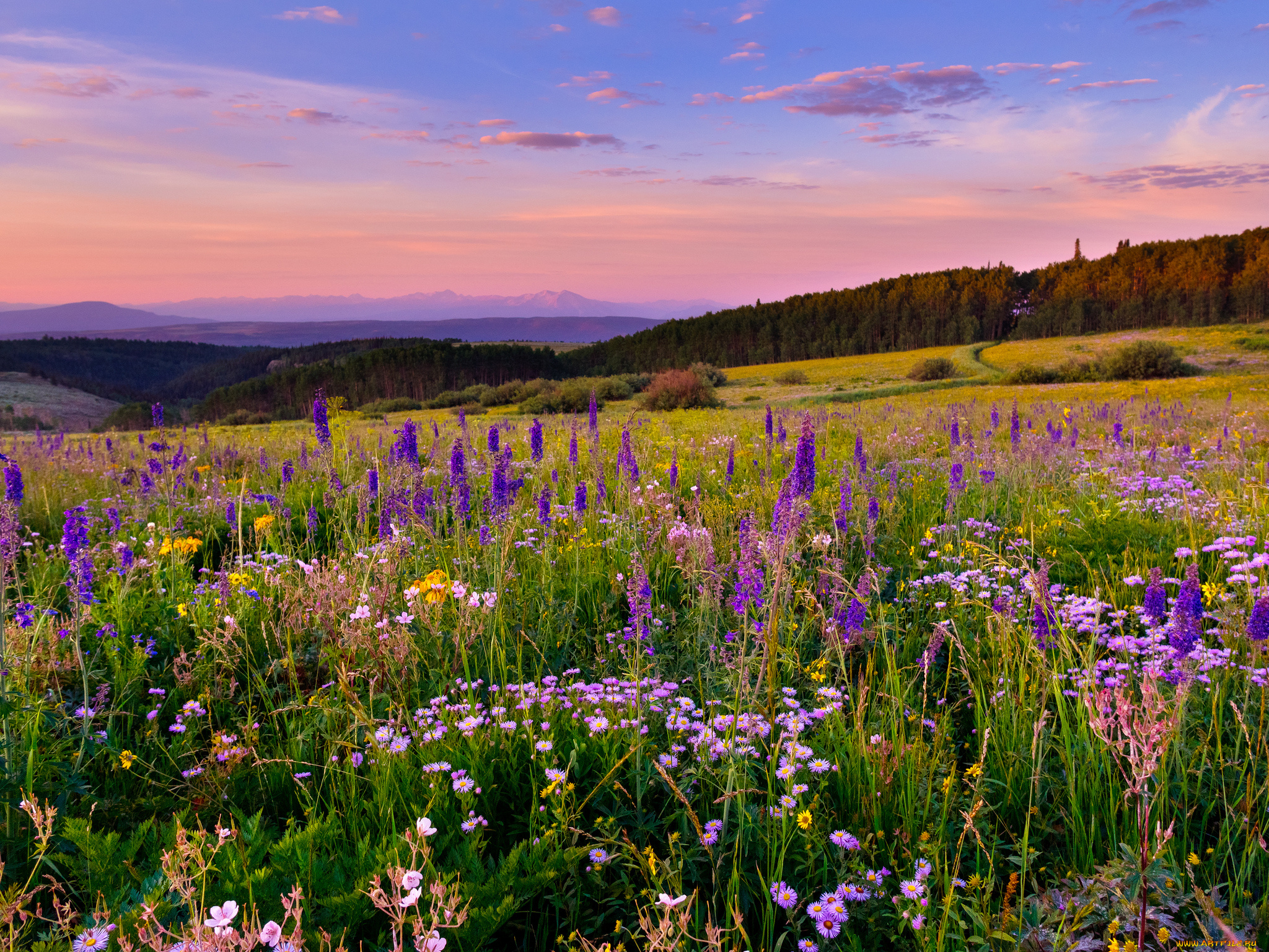 white, river, plateau, colorado, природа, луга, колорадо, цветы, пейзаж