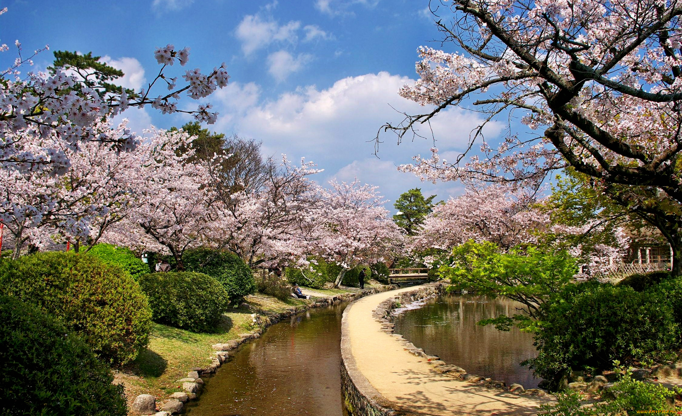 природа, парк, деревья, цветущая, сакура, канал, пруд