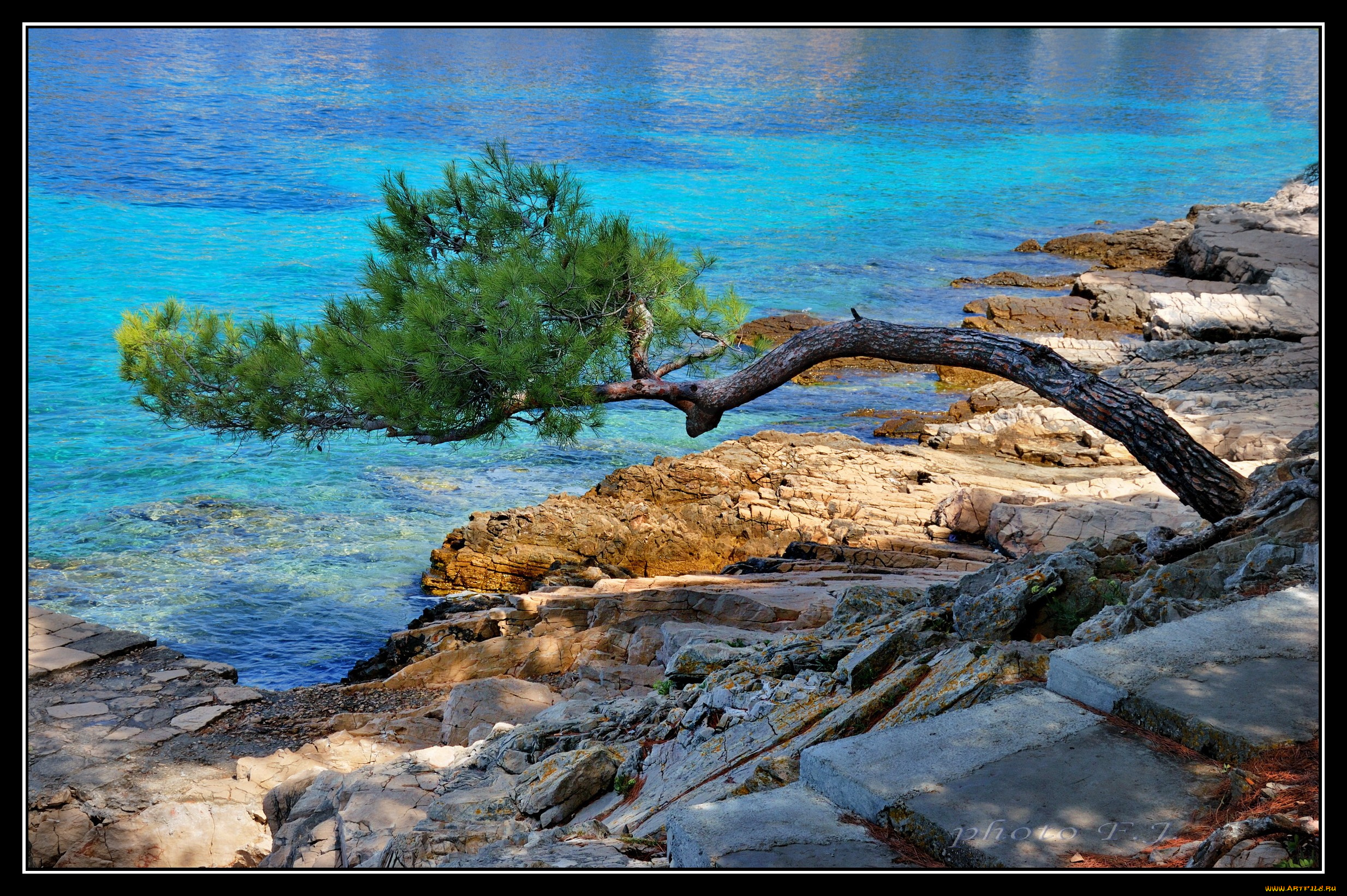 природа, деревья, камни, вода, берег, сосна