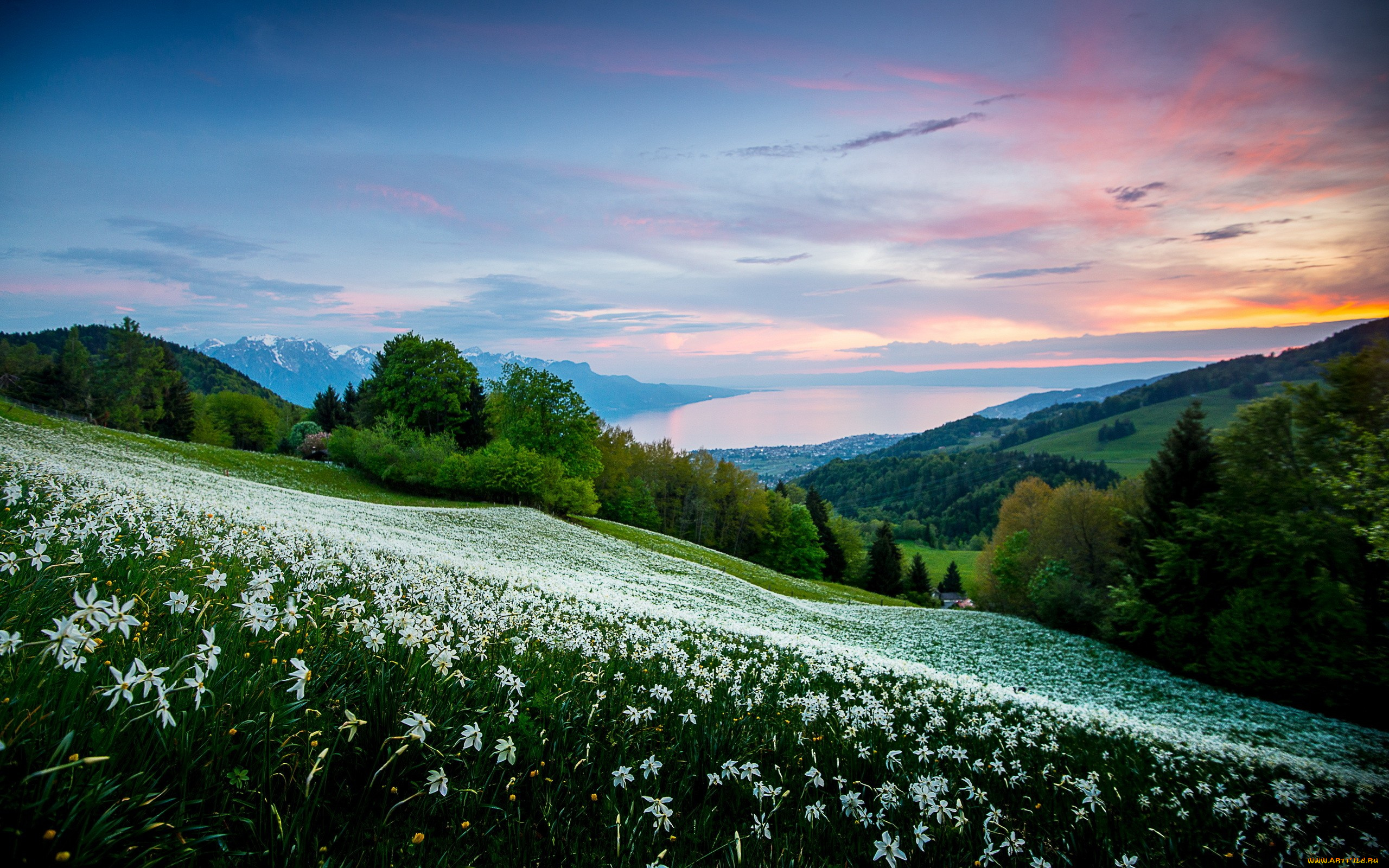 Холмы цветы. Альпийские Луга Франции. Красота природы. Красивый луг.