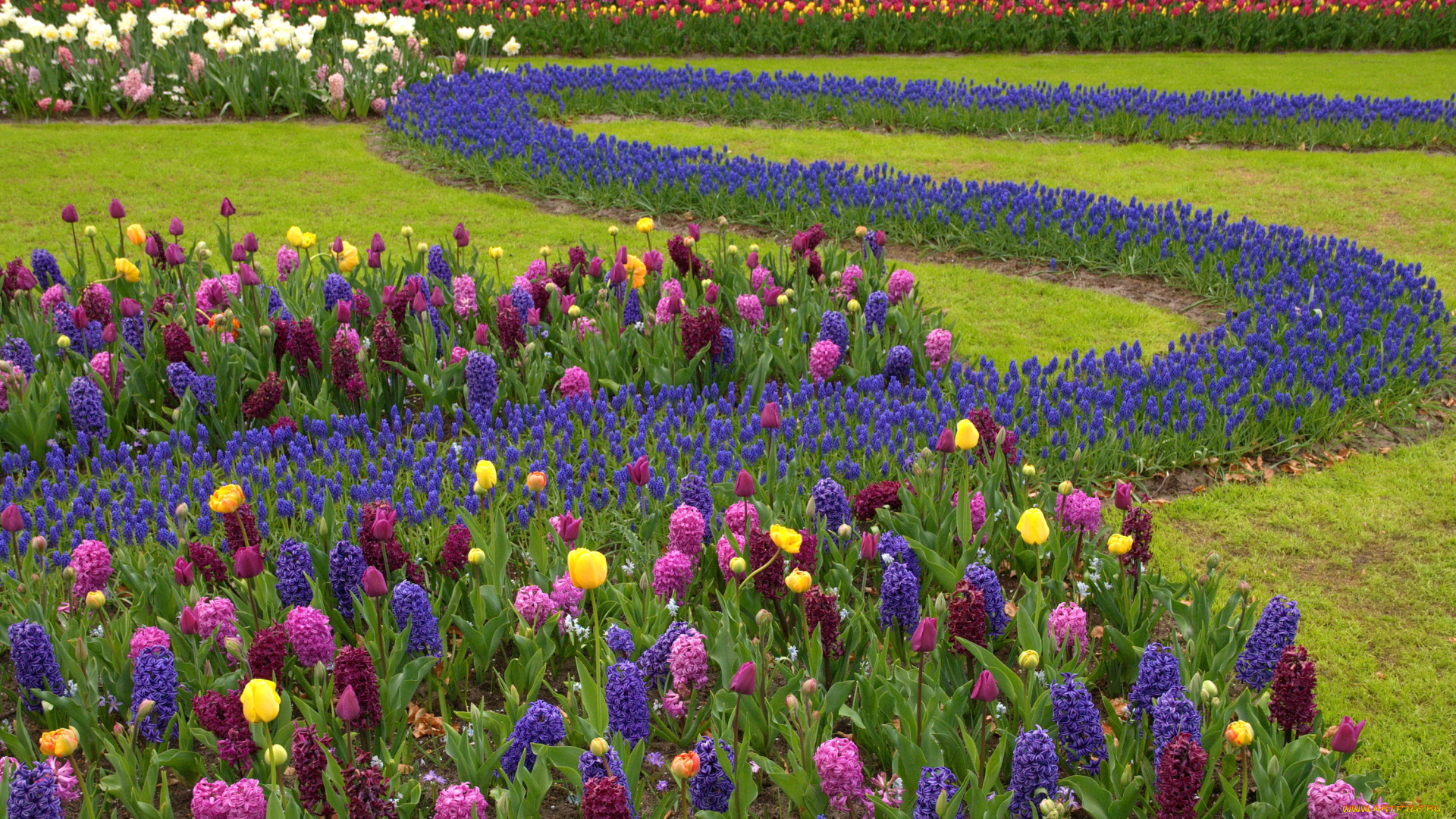 цветы, разные, вместе, тюльпаны, гиацинты, кекенхоф, keukenhof, нидерланды