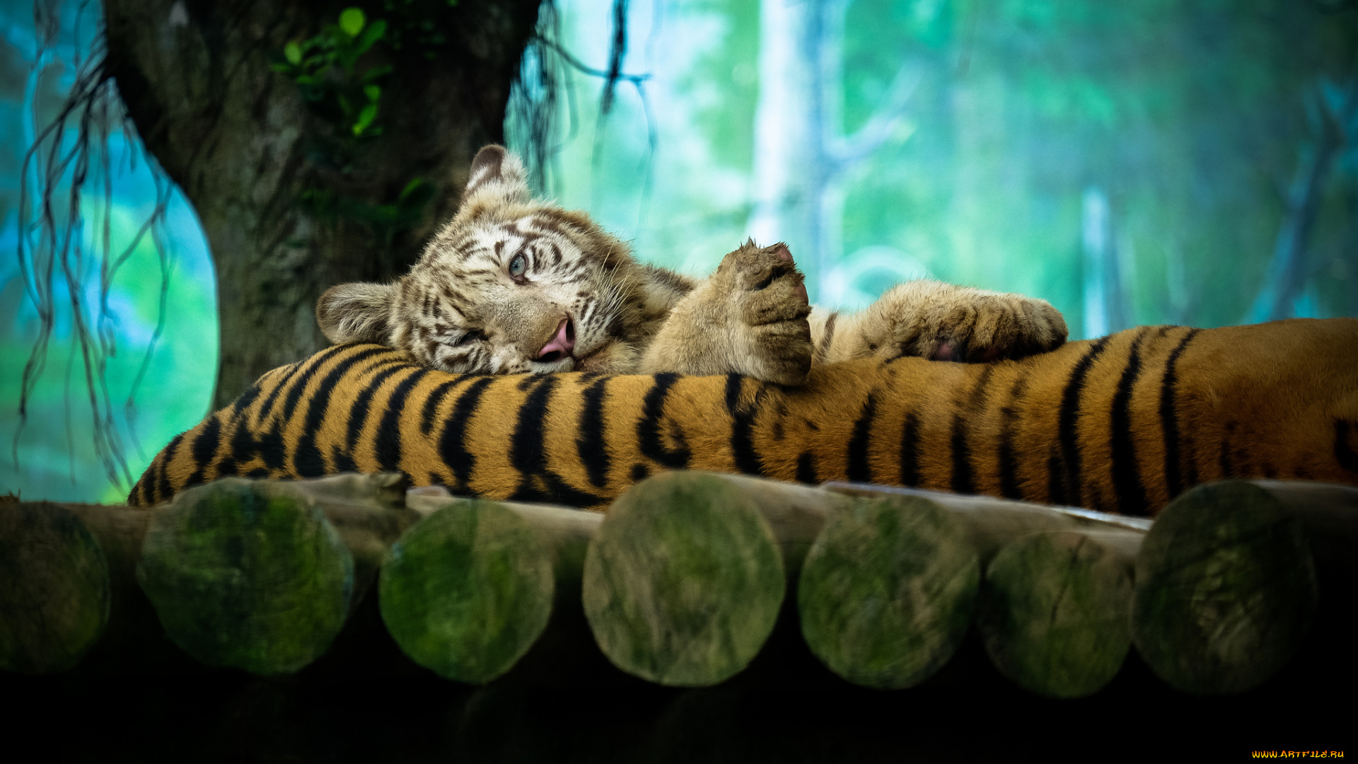животные, тигры, отдых, дерево