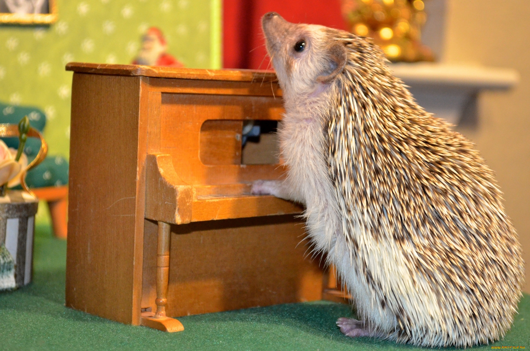 Hedgehogs песни. Смешной Ежик. Ежик поет. Ежик на задних лапах. Еж музыкант.