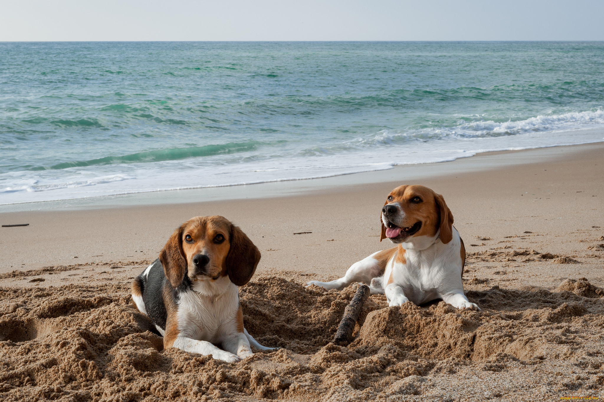 животные, собаки, пляж, песок