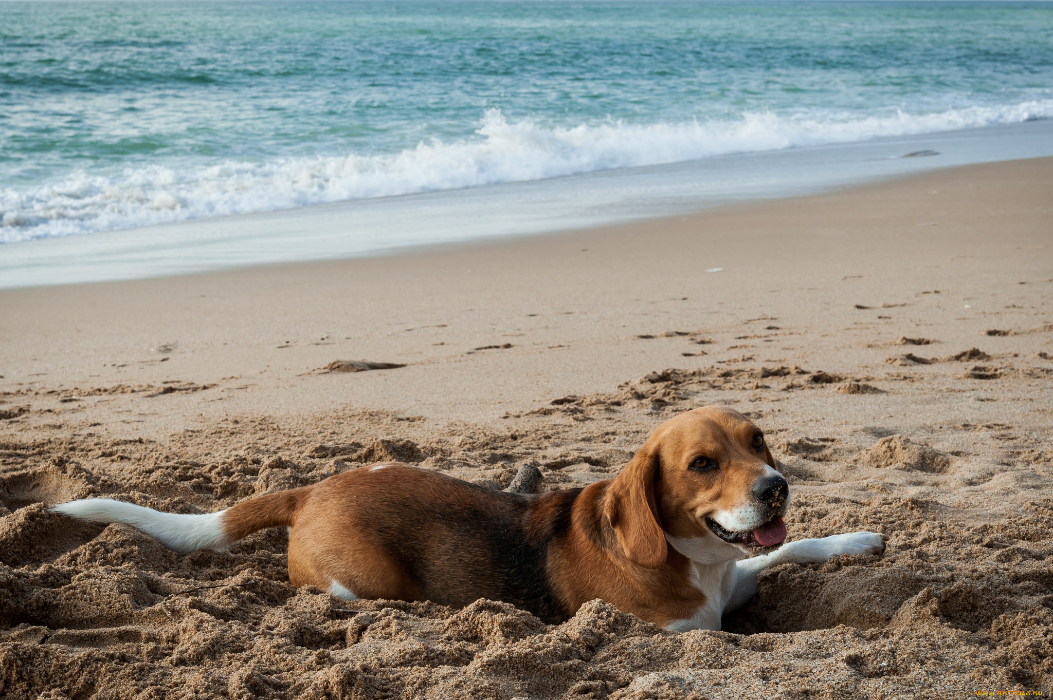животные, собаки, пляж, песок, пес