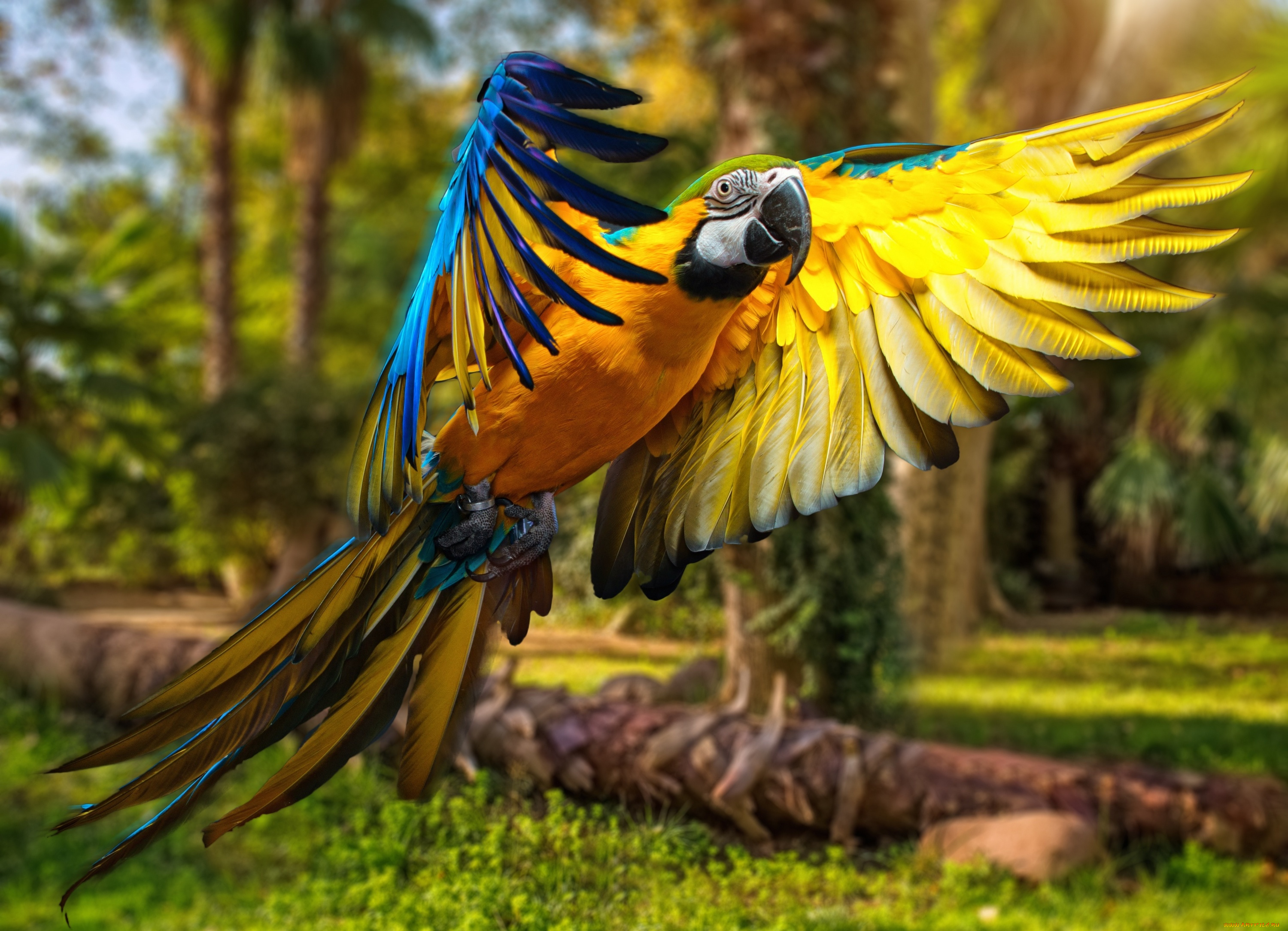 животные, попугаи, птицы, parrots, перья