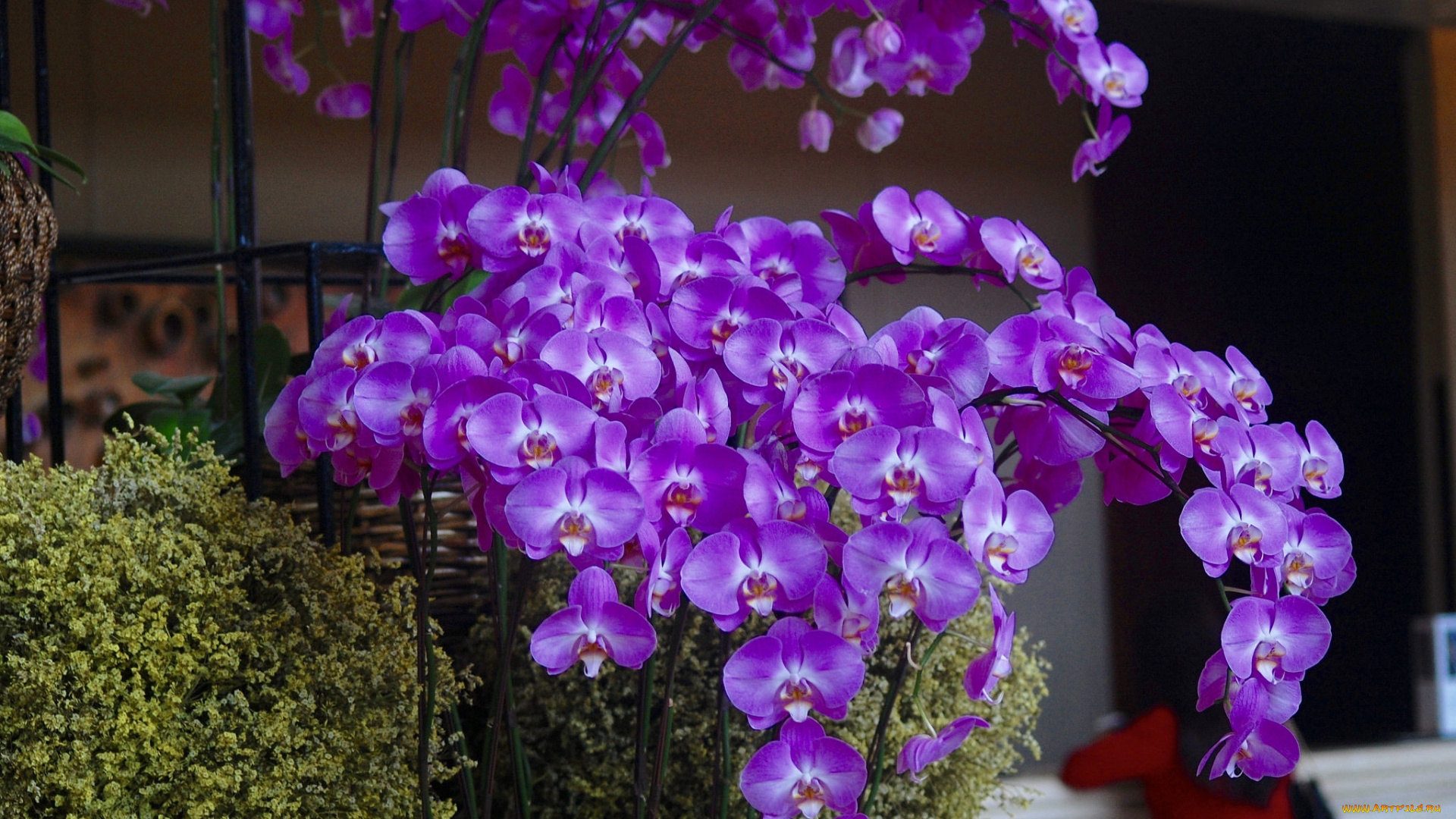 цветы, орхидеи, flowers, flowering, orchids, цветение