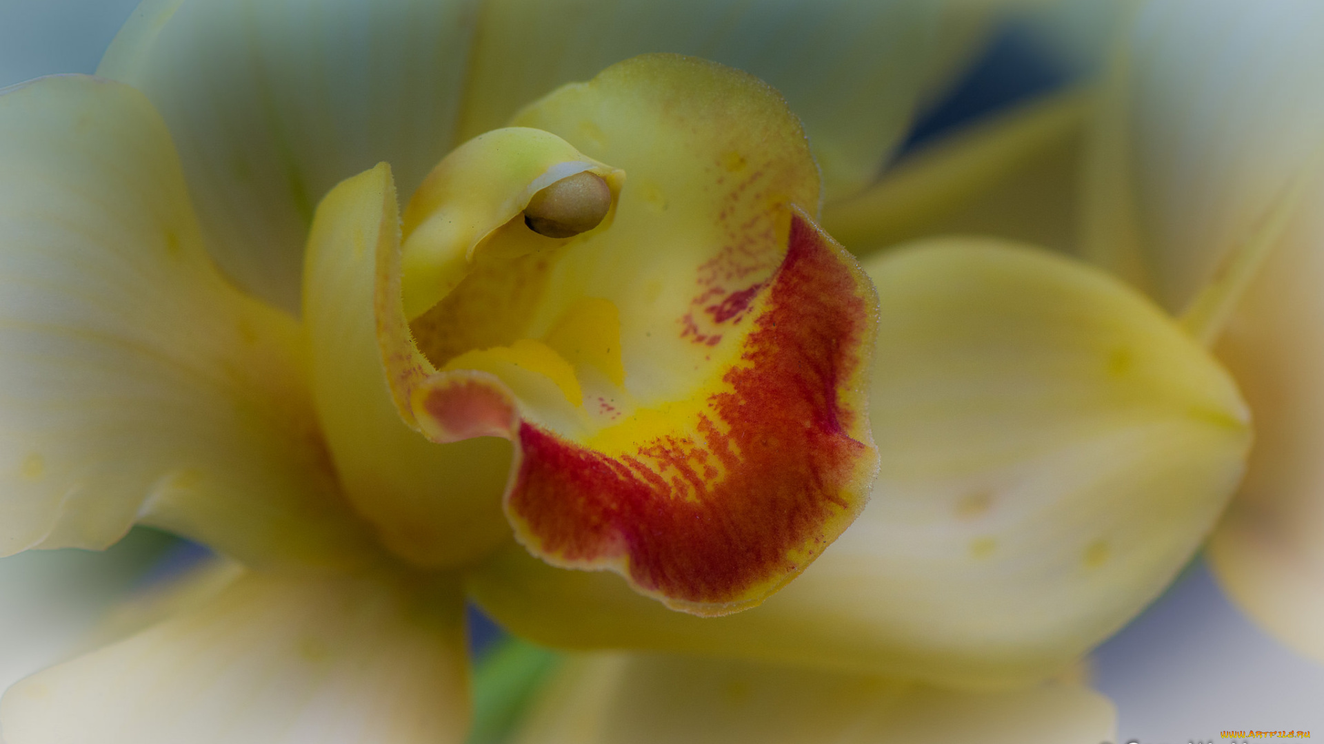 цветы, орхидеи, жёлтая