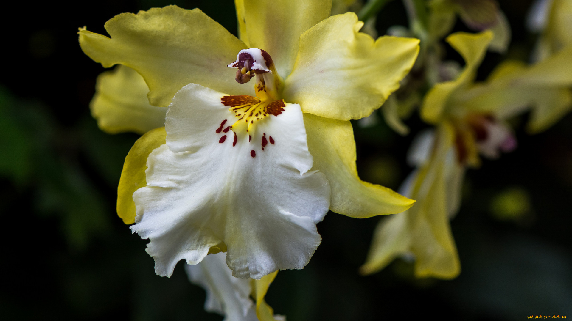 цветы, орхидеи, жёлтая