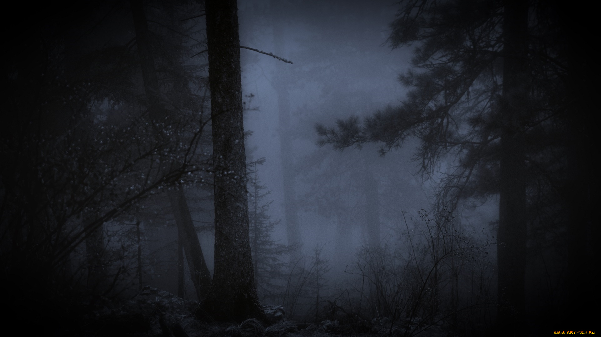 природа, лес, туман, ночь