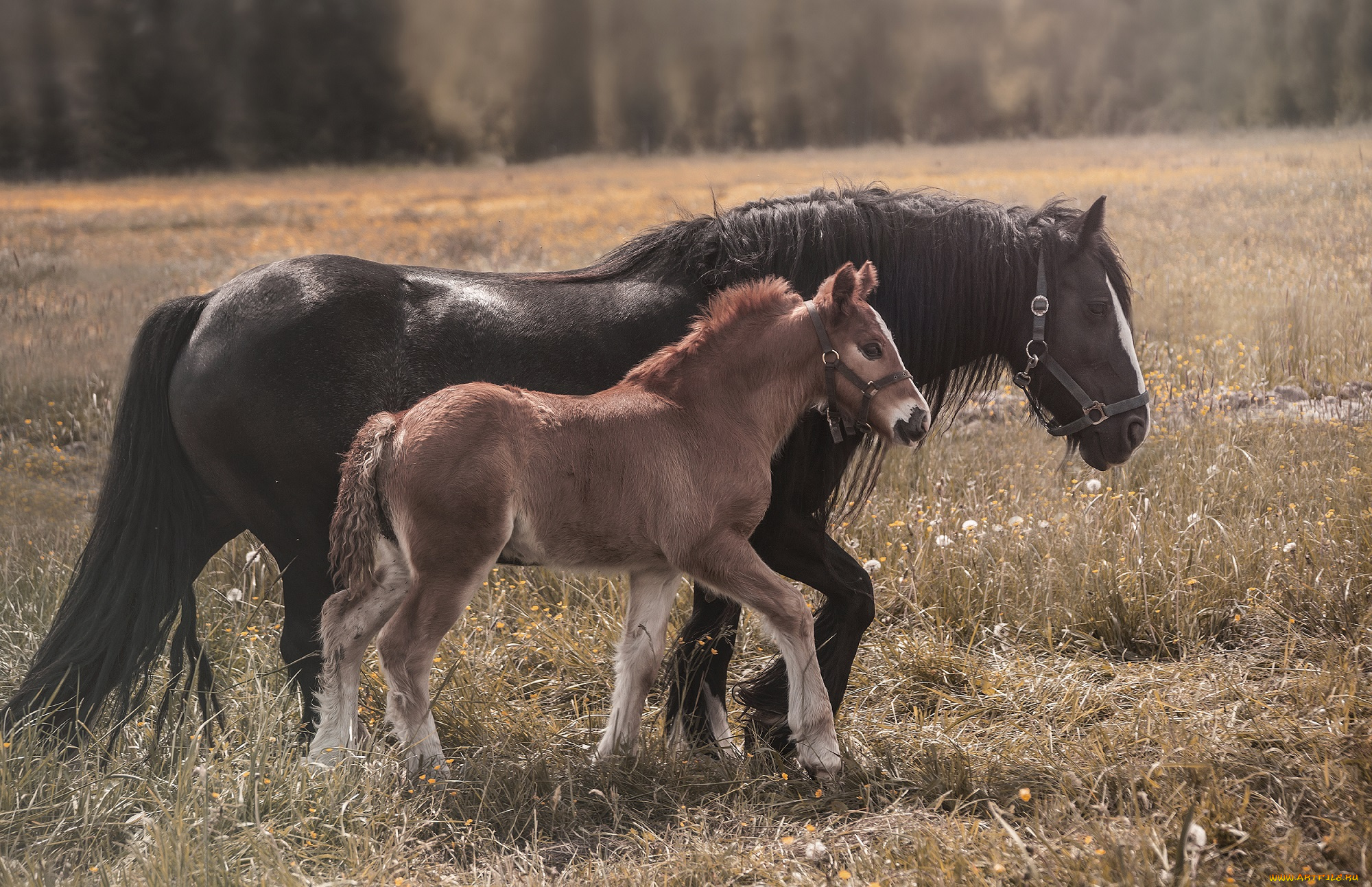 животные, лошади, животное, красавцы, horse, animal, handsome