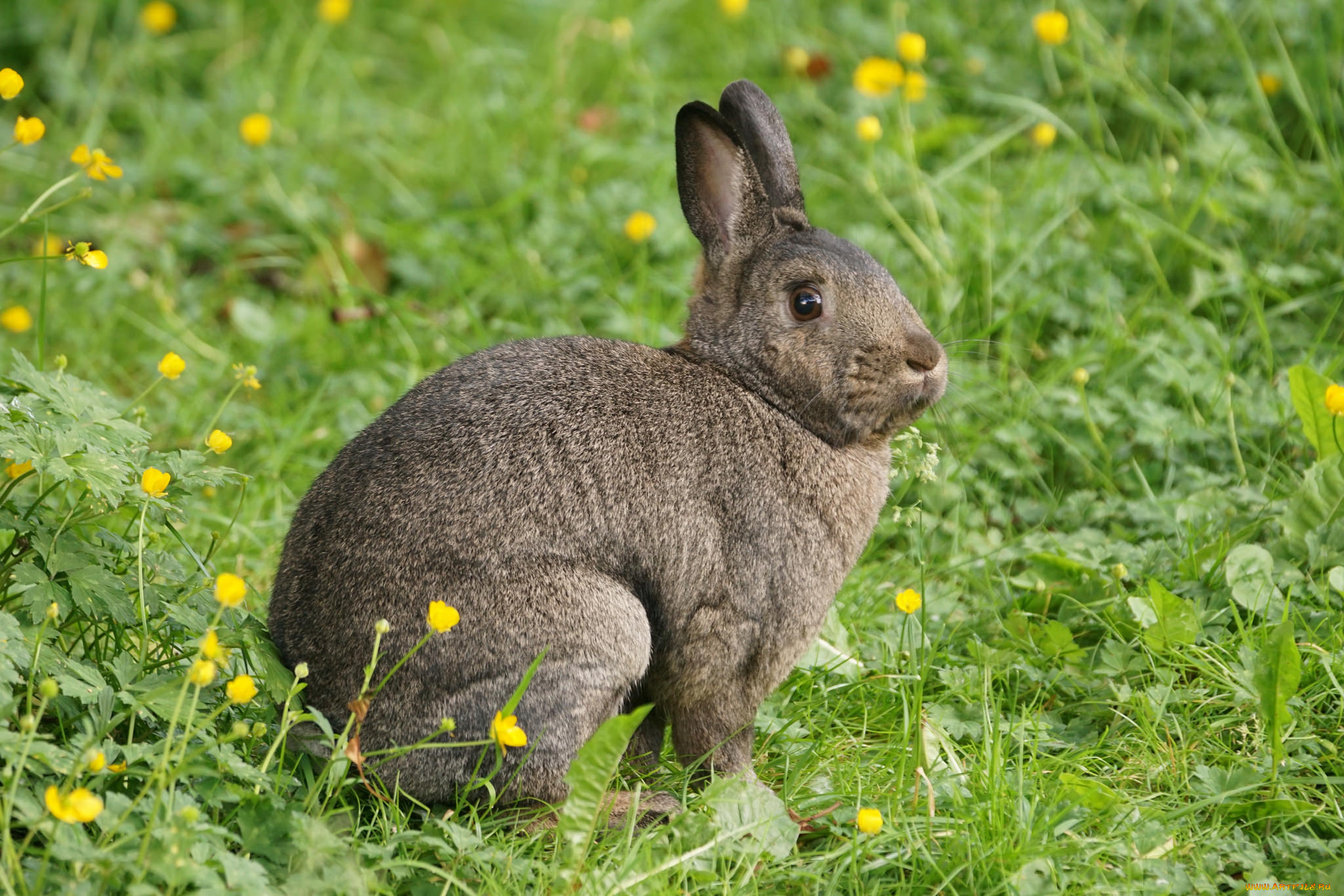 животные, кролики, , зайцы, кролик, трава, лапки, ушки
