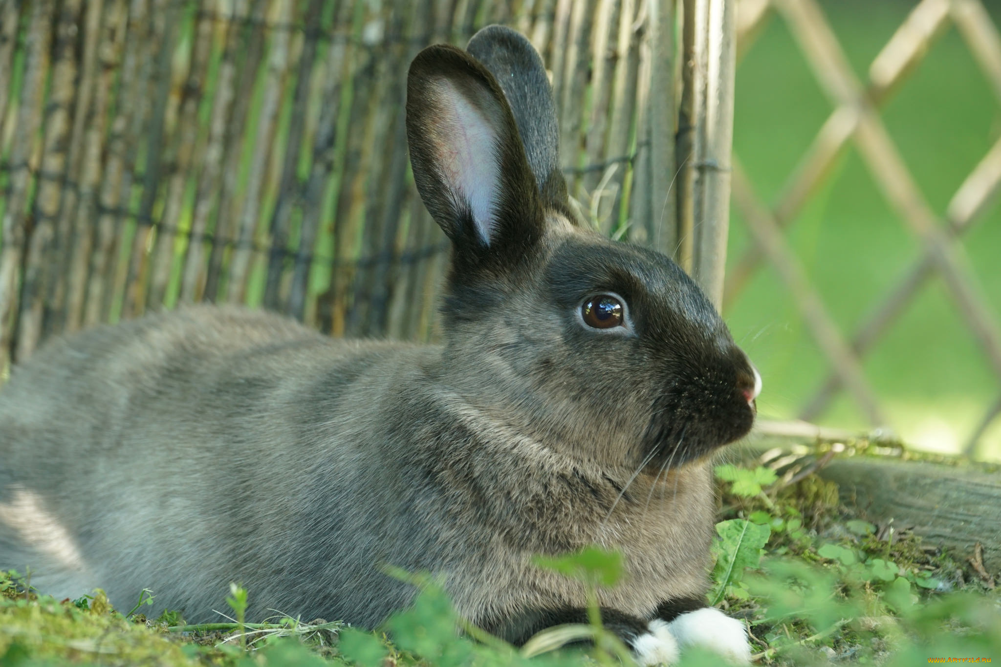 животные, кролики, , зайцы, забавный, трава, ушки, кролик