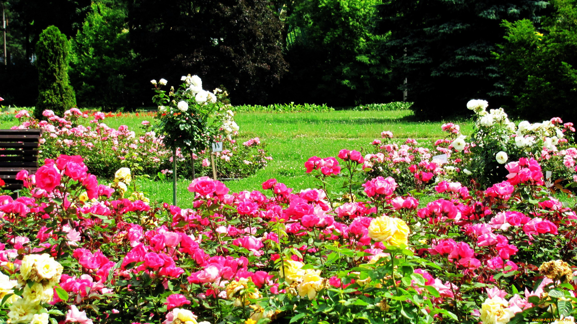 природа, парк, ботанический, сад, розарий