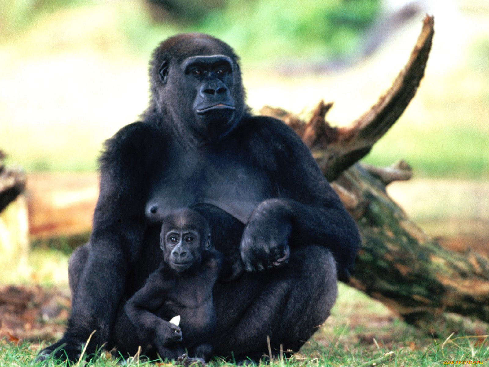 Шимпанзе с ребенком загрузить