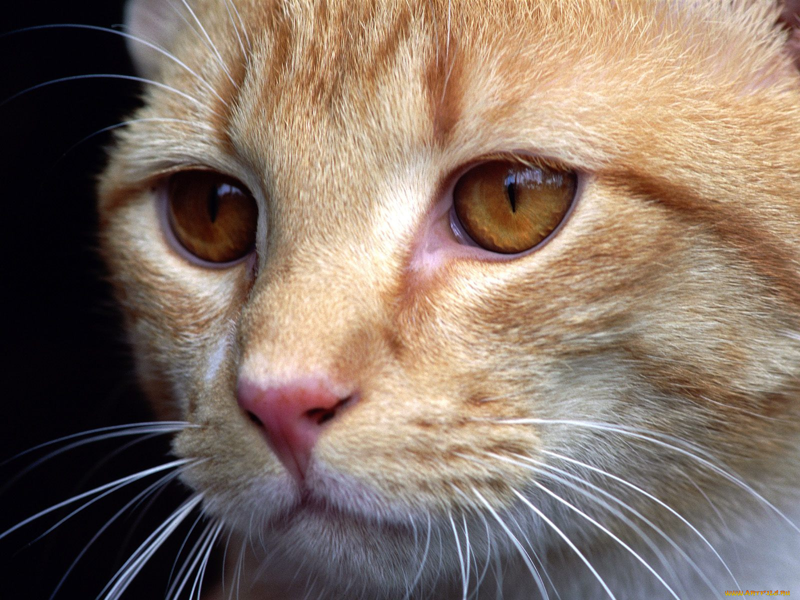 cat, close, up, животные, коты