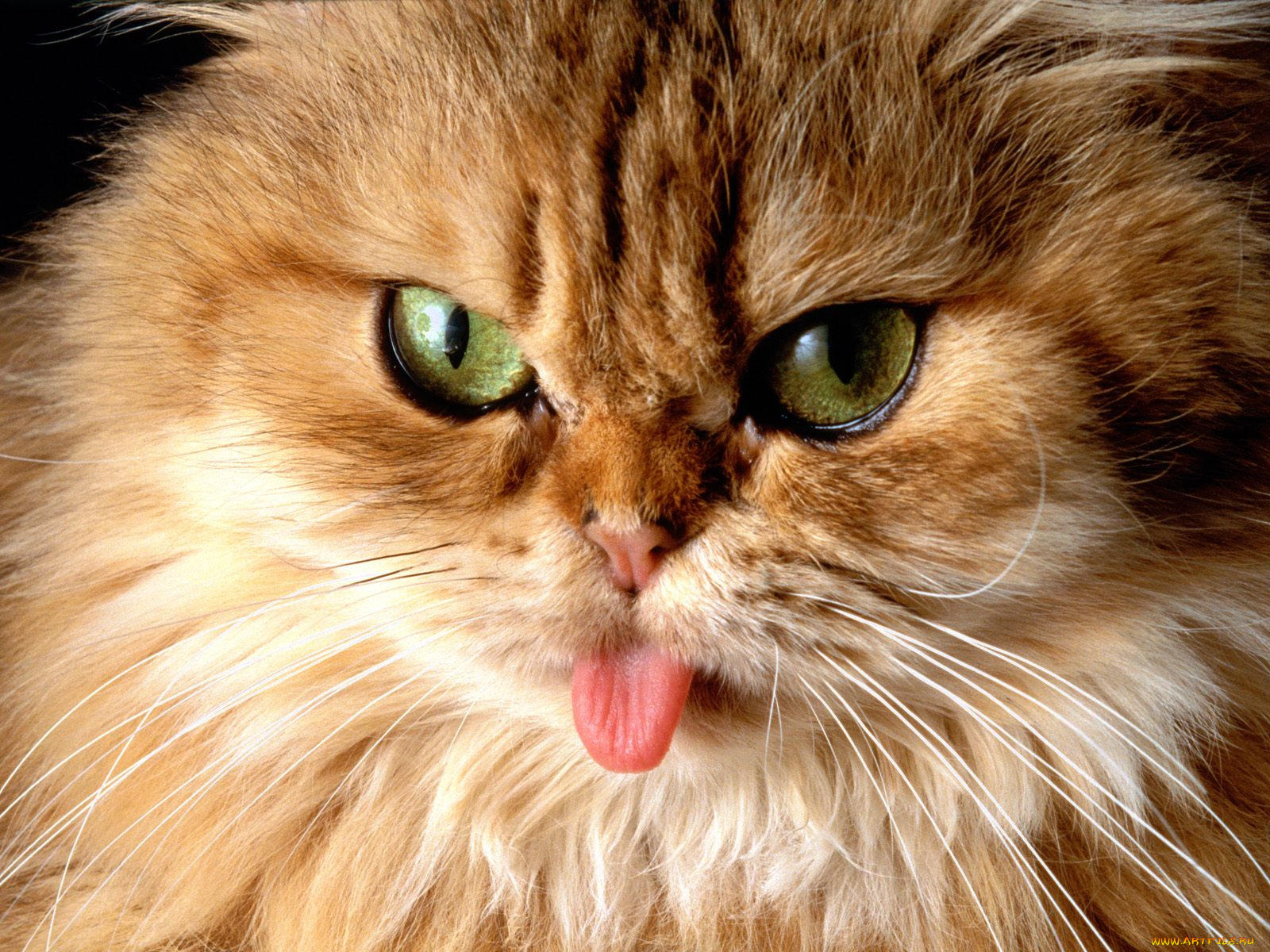 cat, got, your, tongue, животные, коты