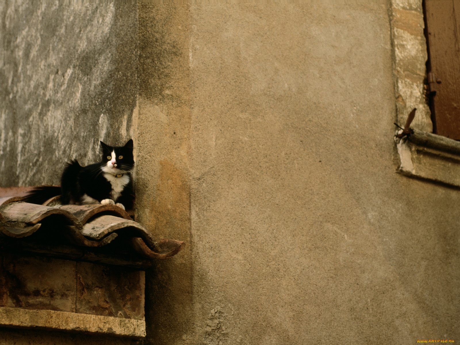 cat, on, the, roof, lacoste, france, животные, коты