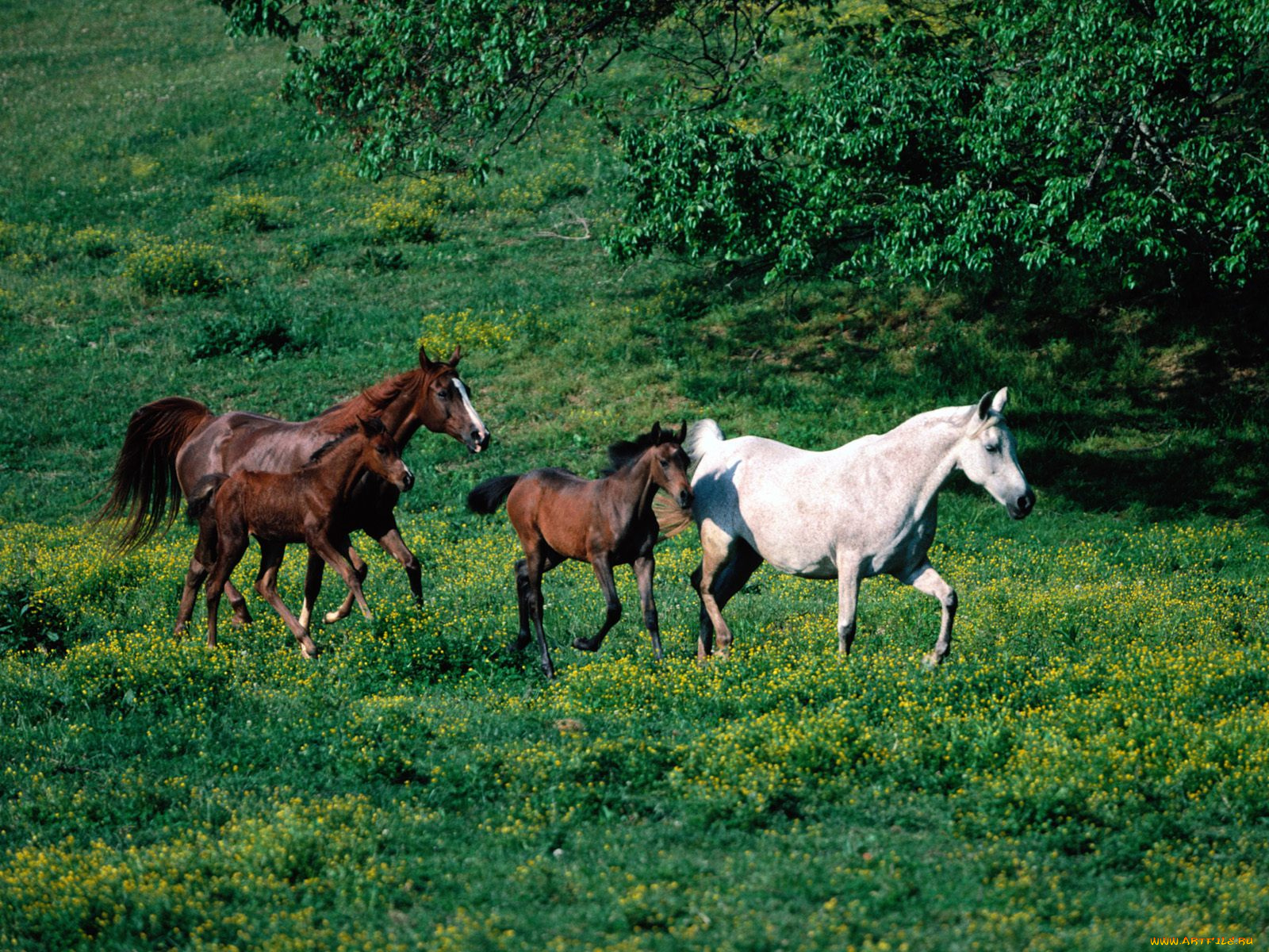 morning, jog, arabian, horses, животные, лошади