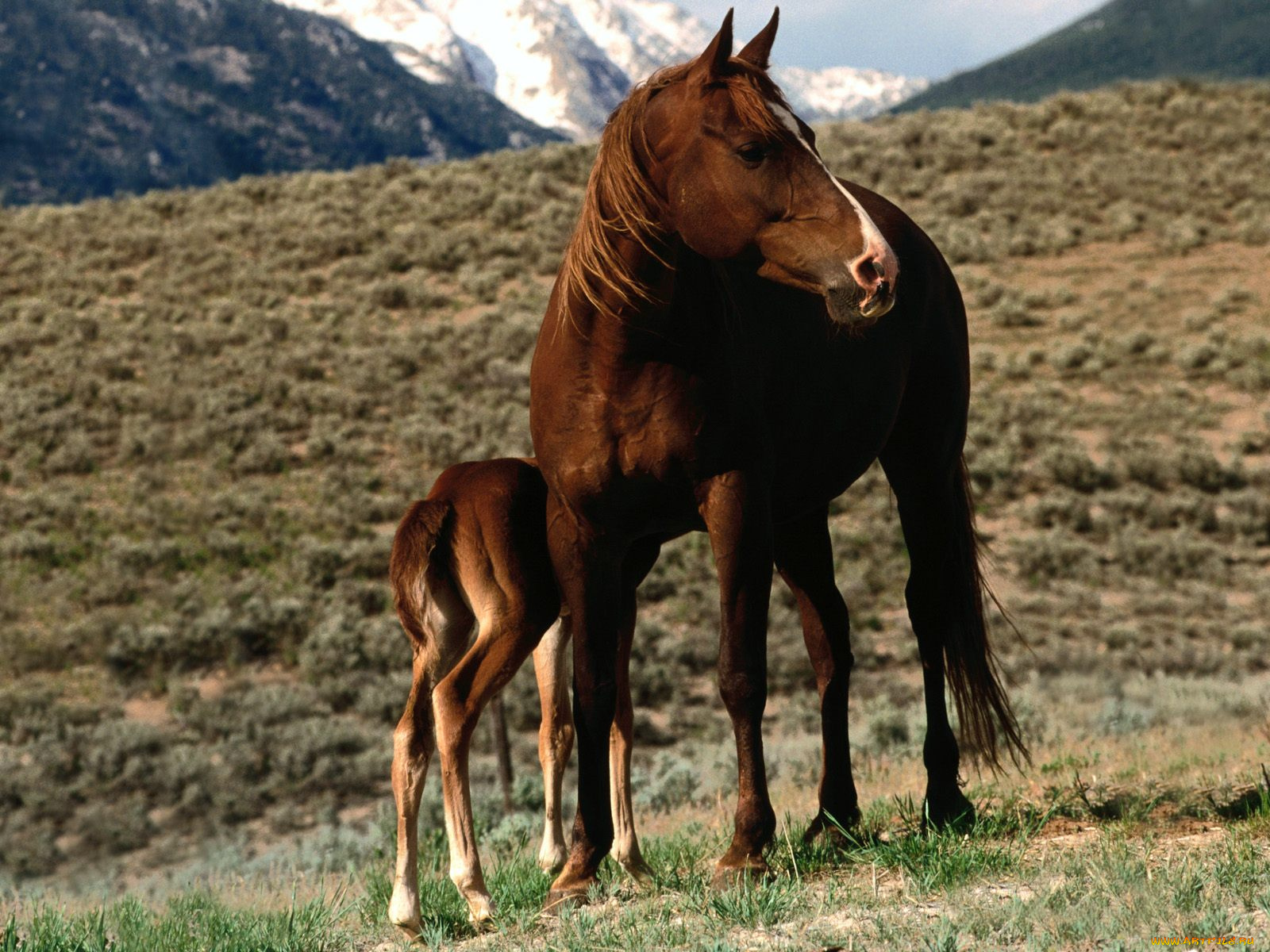motherly, love, животные, лошади