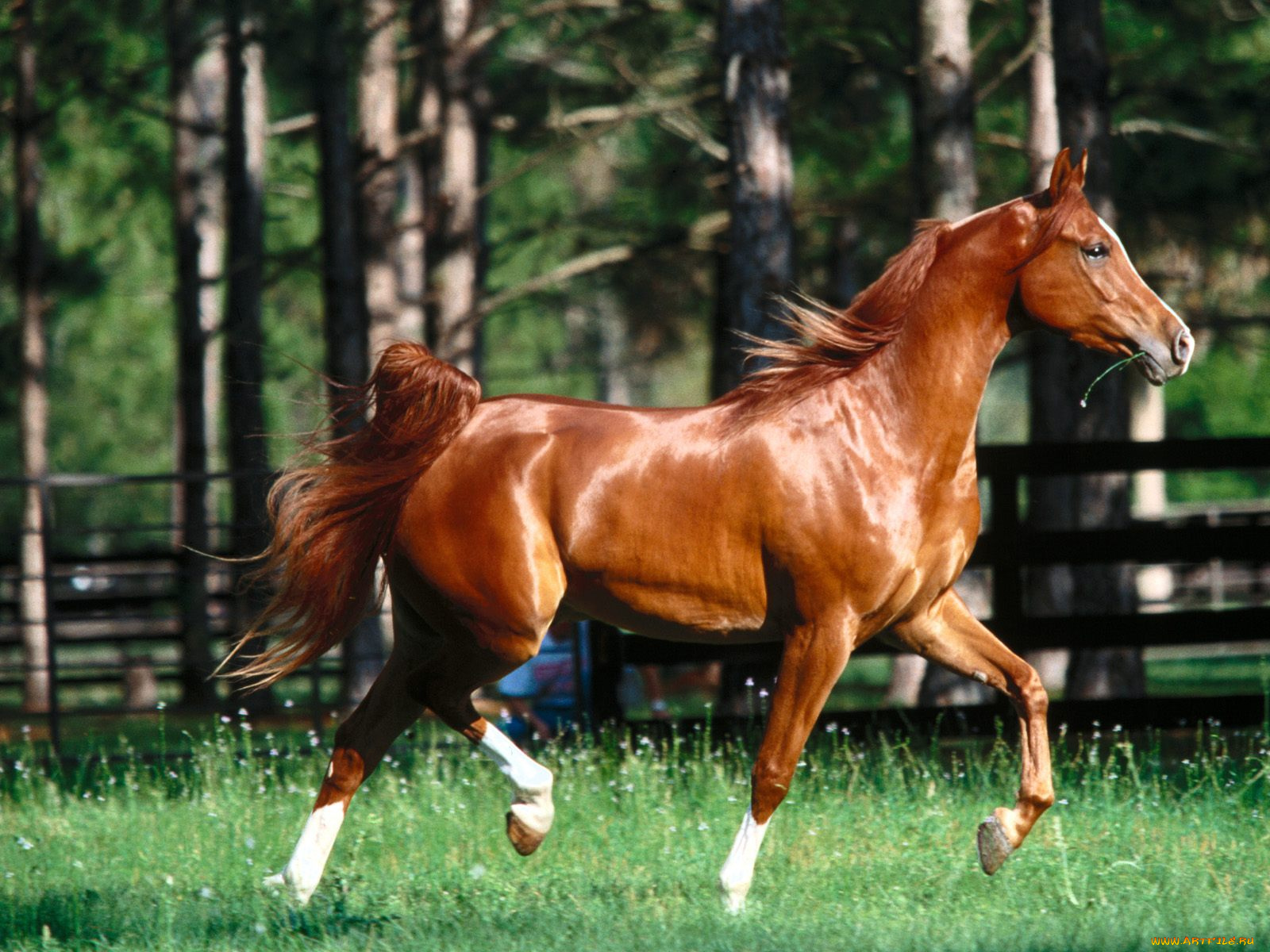 precious, metal, arabian, животные, лошади