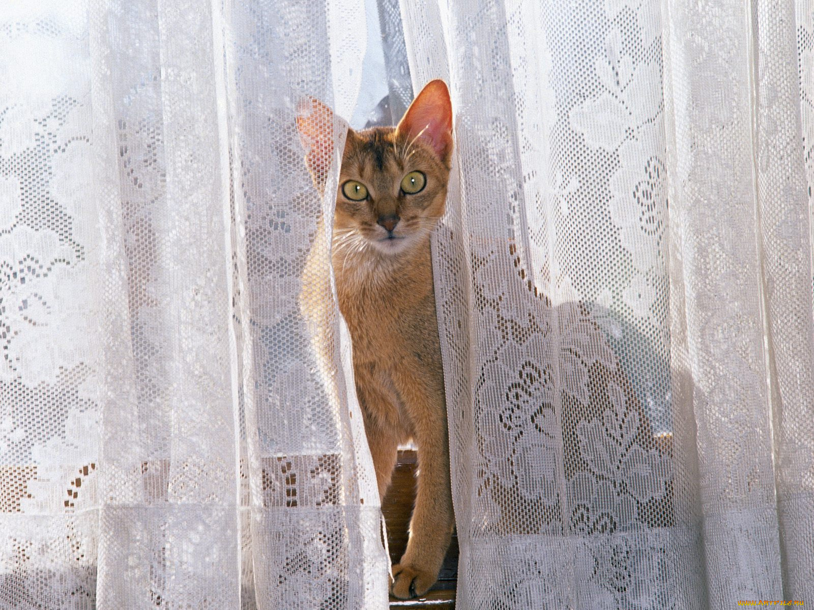 window, watching, manx, животные, коты