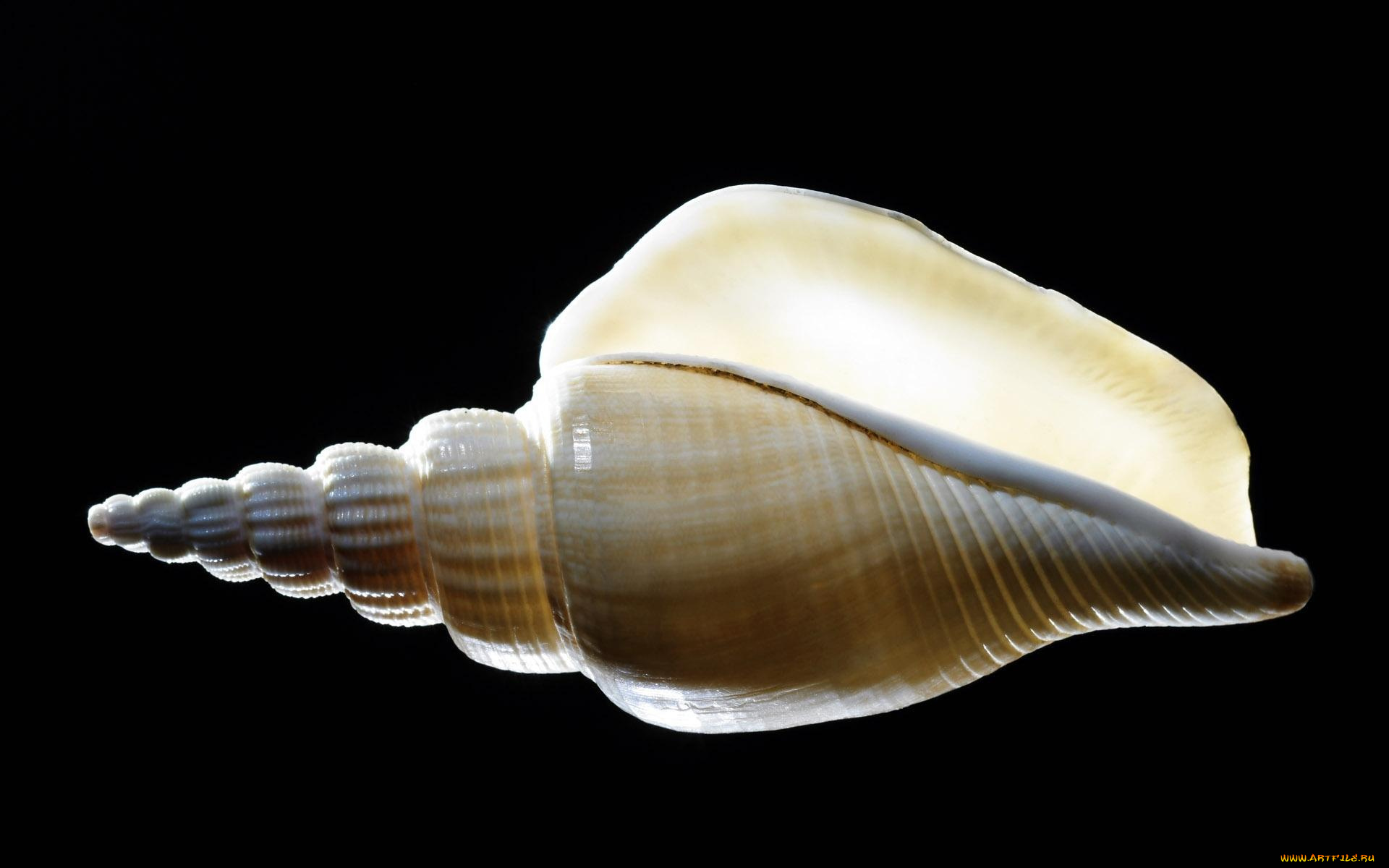 Ракушка форма женского органа. Турителла теребра. Рапана моллюск. Морская Ракушка Рапан. Ракушка Рапан 3d модель.