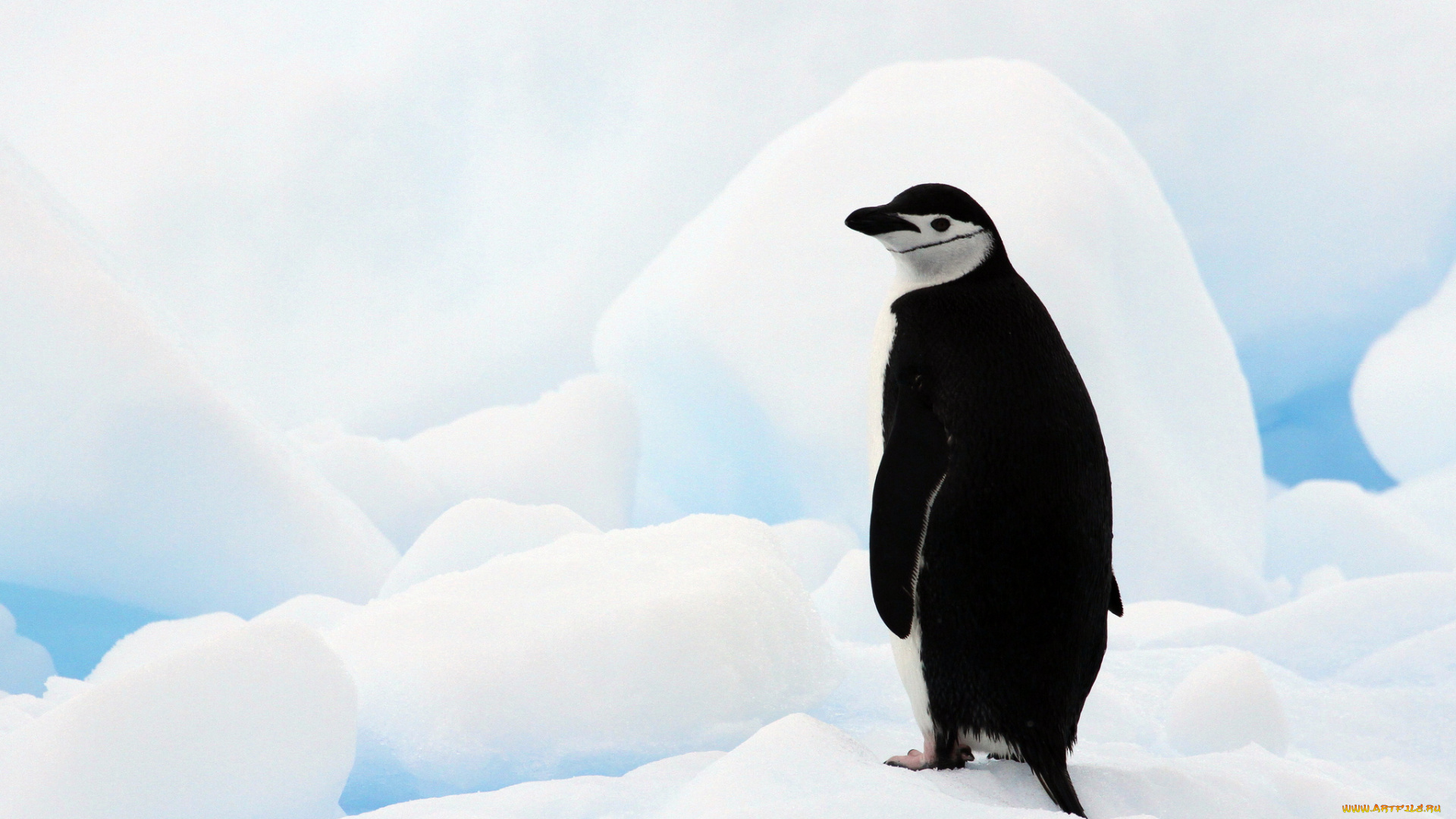 животные, пингвины, льдины, антарктида, антарктический, пингвин