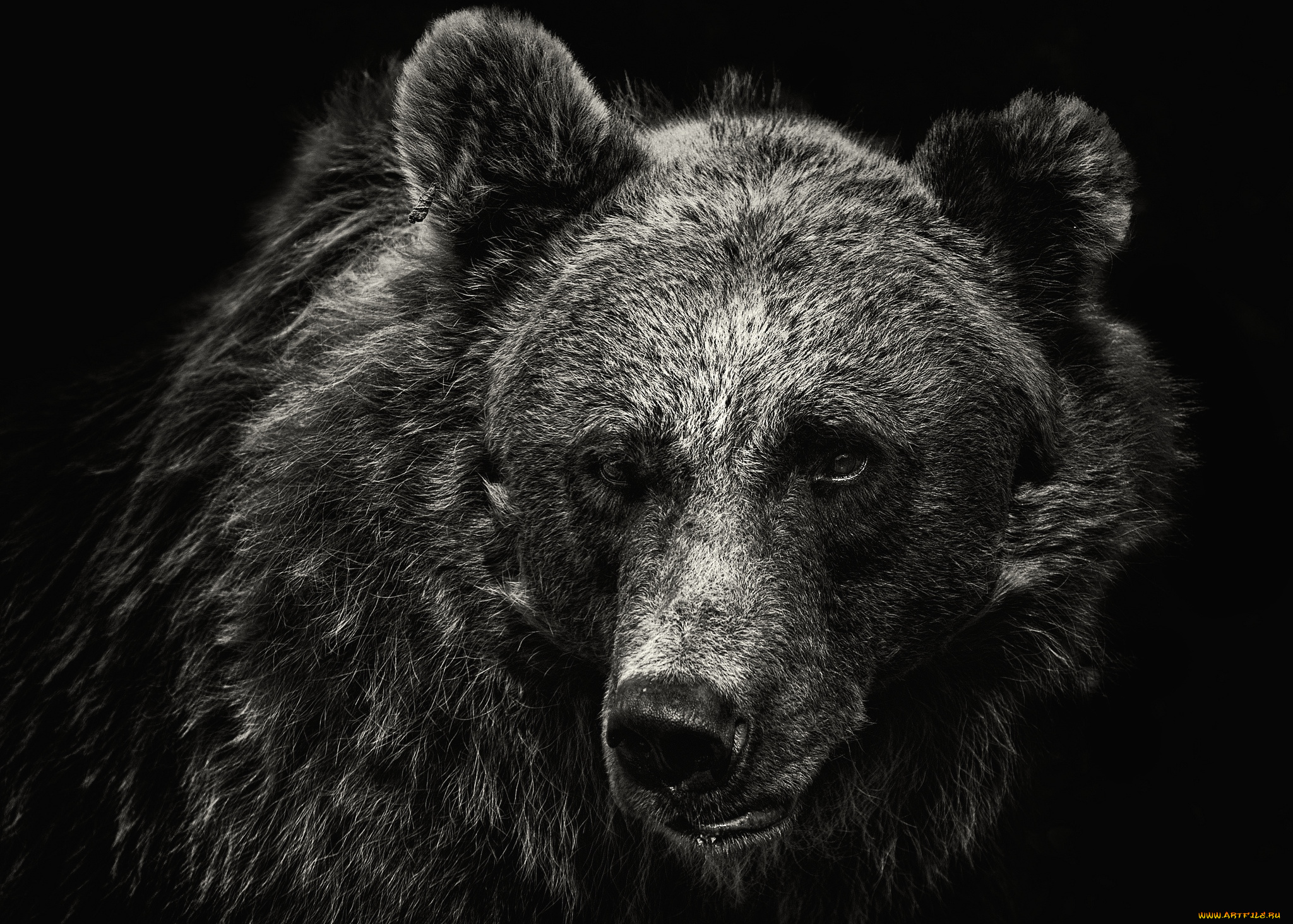 животные, медведи, портрет