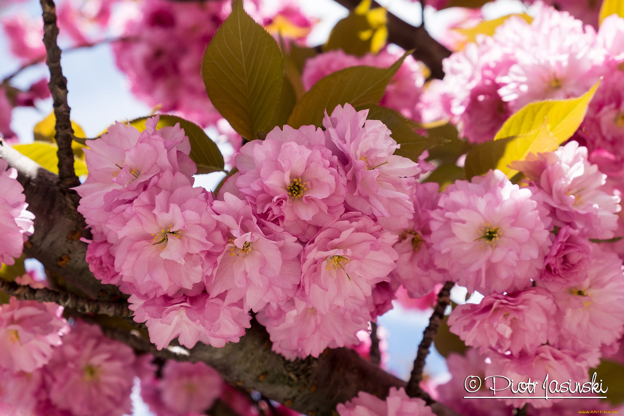 цветы, сакура, , вишня, вишня, розовый, весна, нежность, макро
