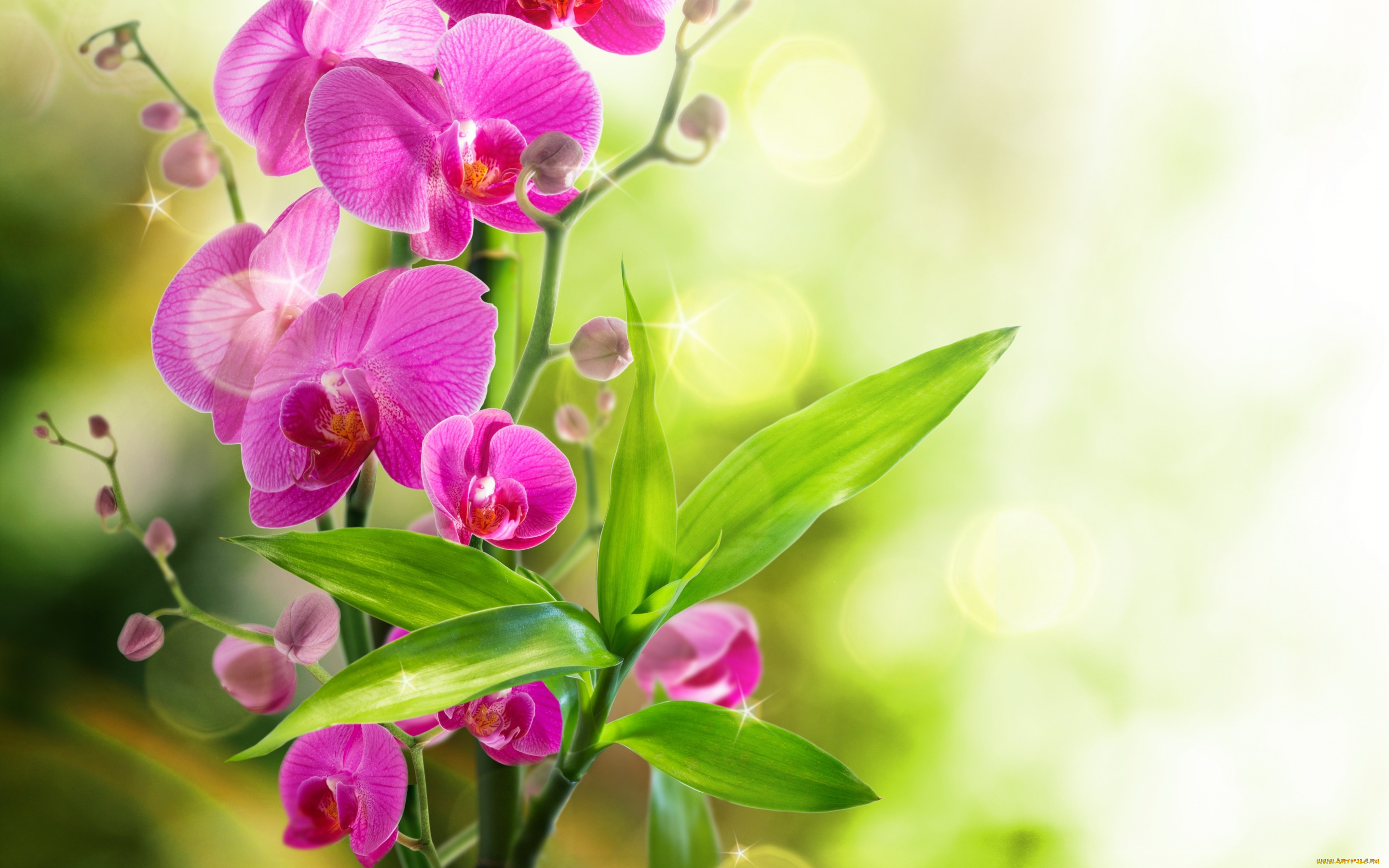 цветы, орхидеи, reflection, орхидея, water, bloom, flowers, orchid