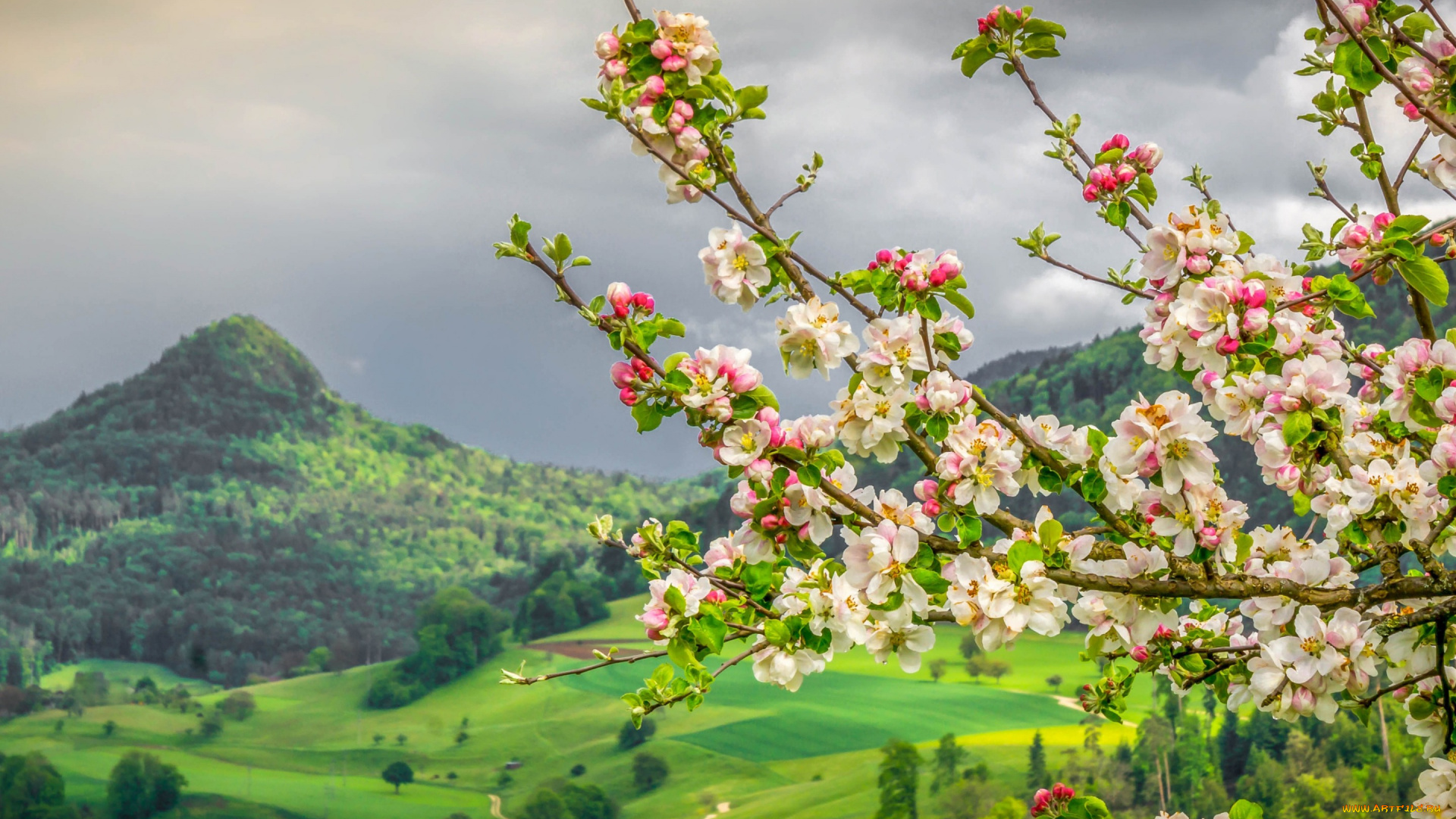 цветы, цветущие, деревья, , , кустарники, яблоня, цветение, весна, ветки, горы, долина, швейцария
