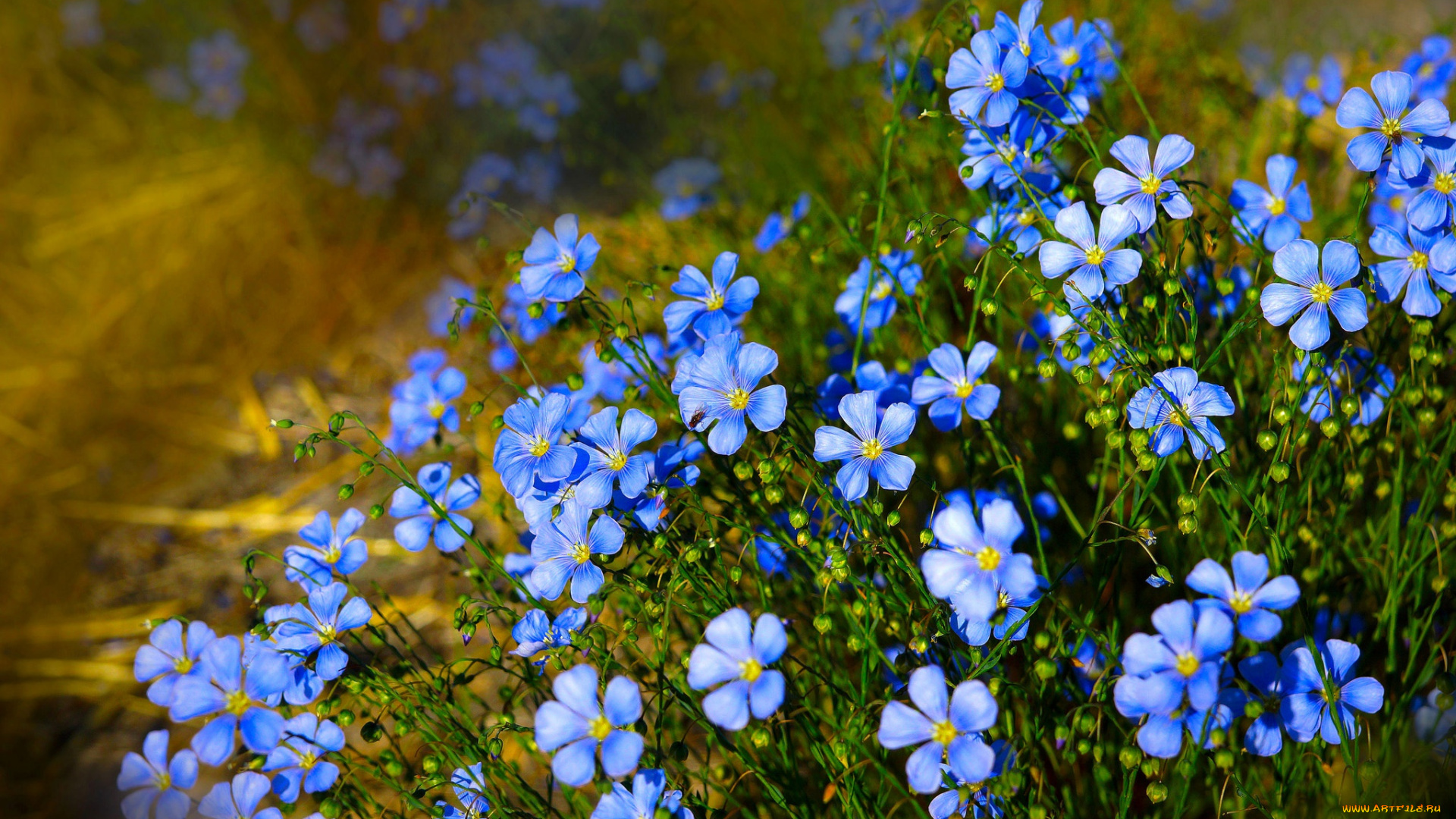 цветы, лён, , ленок, природа, голубые, цветочки