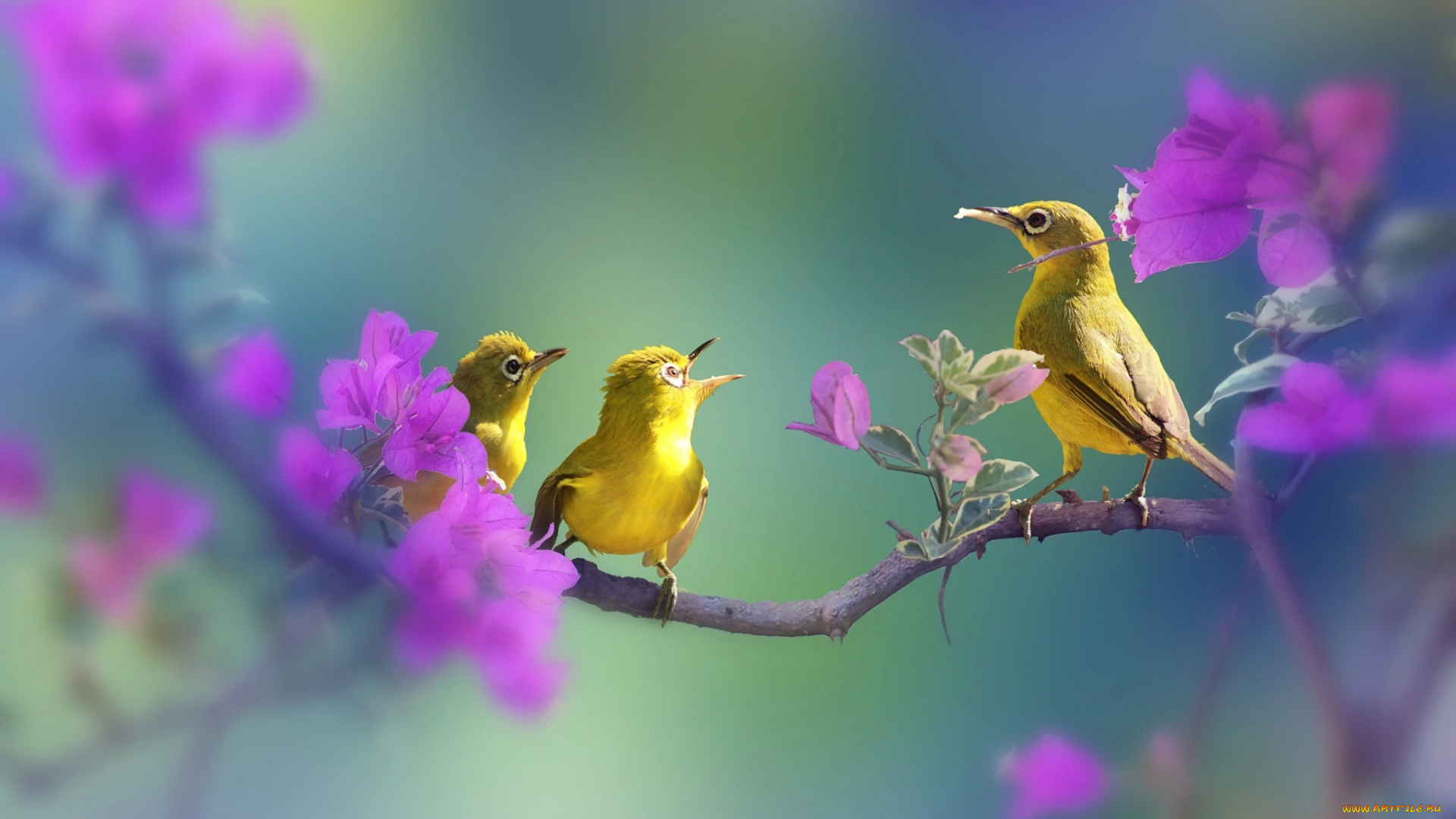 Звук весеннего пения птиц. Весенние птички. Птицы поют. Птицы весной.