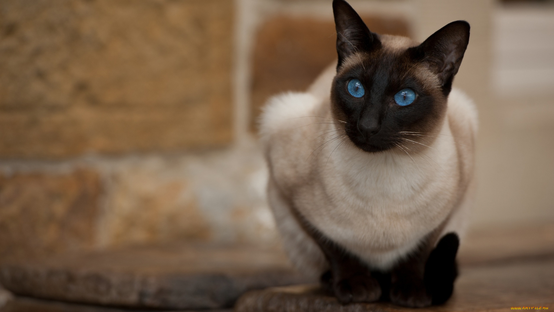 животные, коты, голубые, глаза, взгляд, кошка