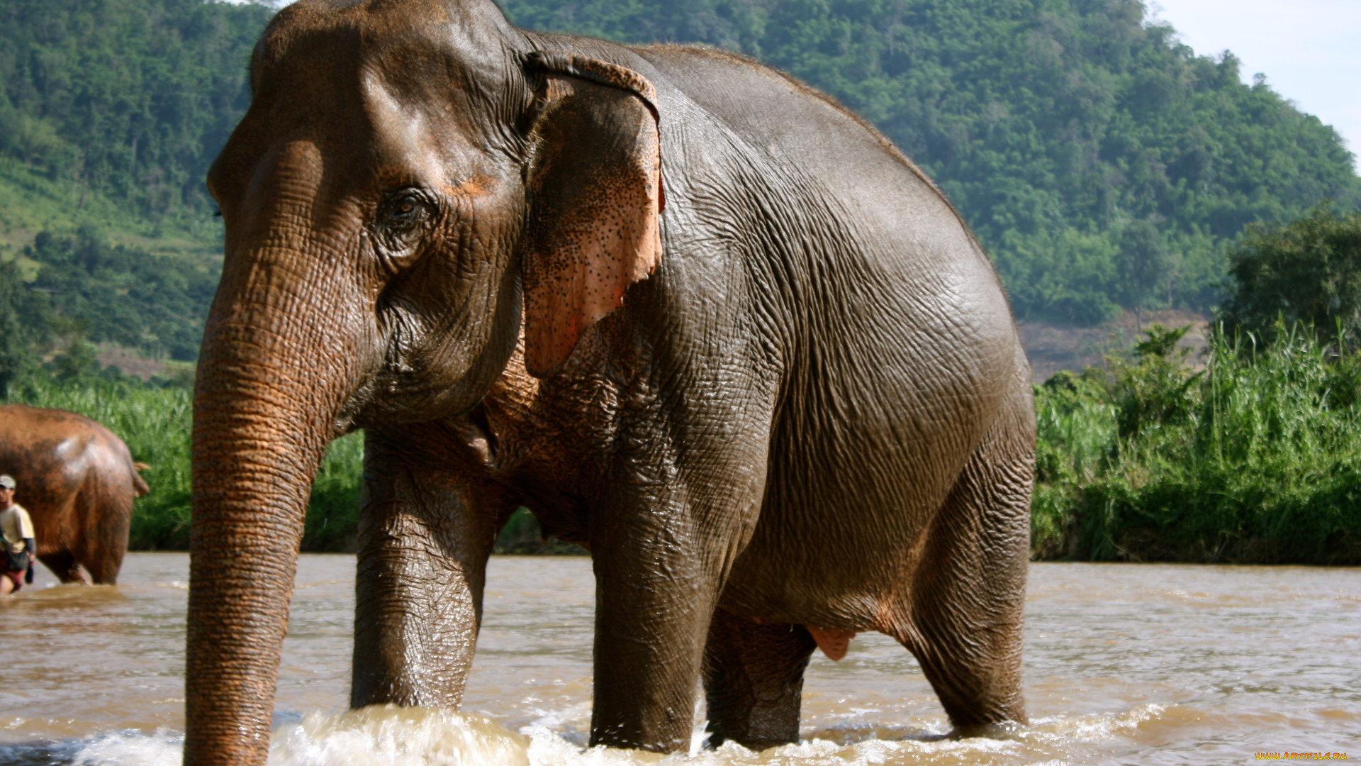 животные, слоны, таиланд, купающийся, слон