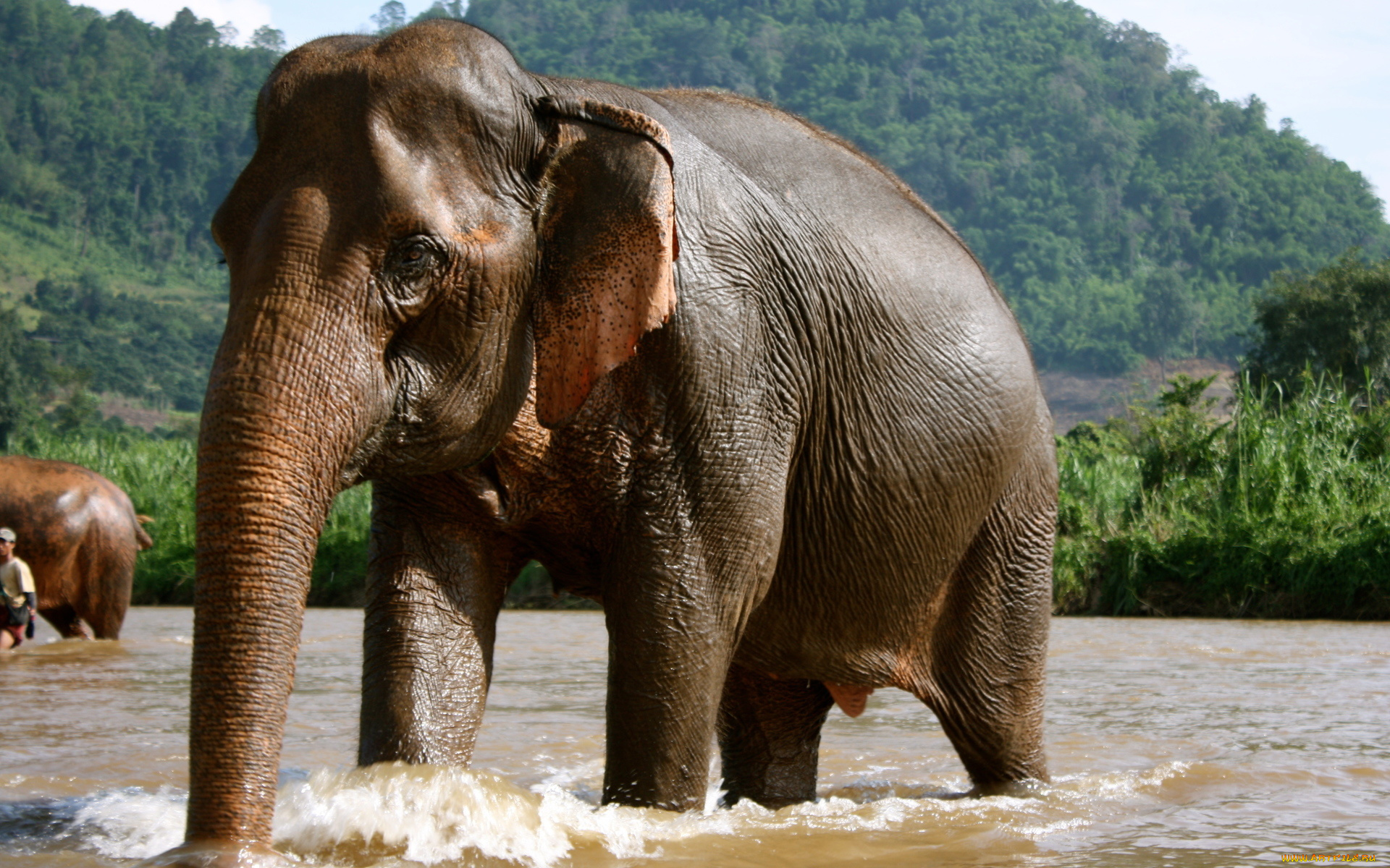животные, слоны, таиланд, купающийся, слон