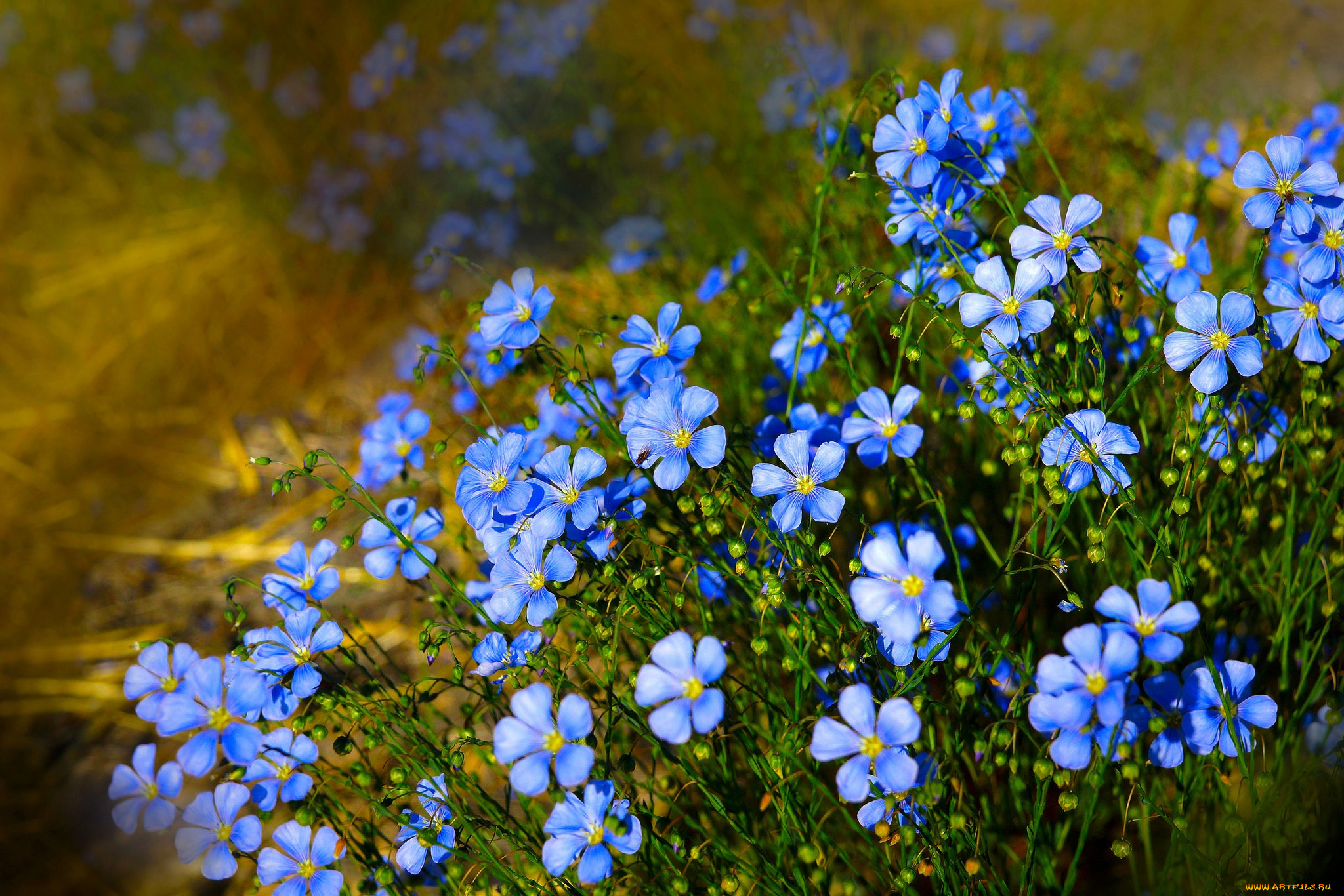 цветы, лён, , ленок, природа, голубые, цветочки