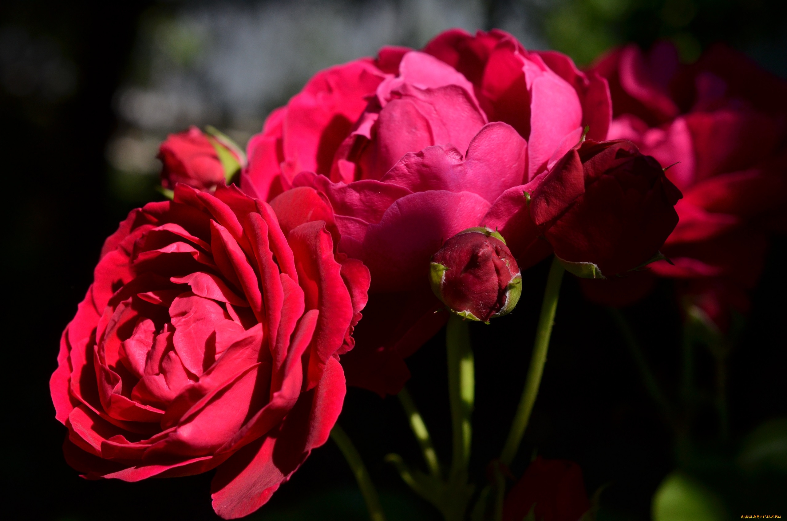 цветы, розы, rose, blossoms, бутон, роза, leaves, petals, bud, цветение, листья, лепестки