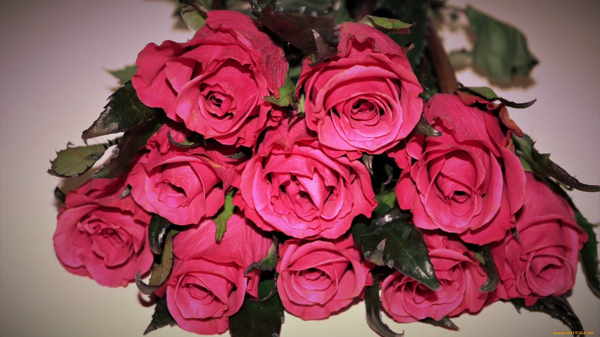 цветы, розы, бутоны, розовые