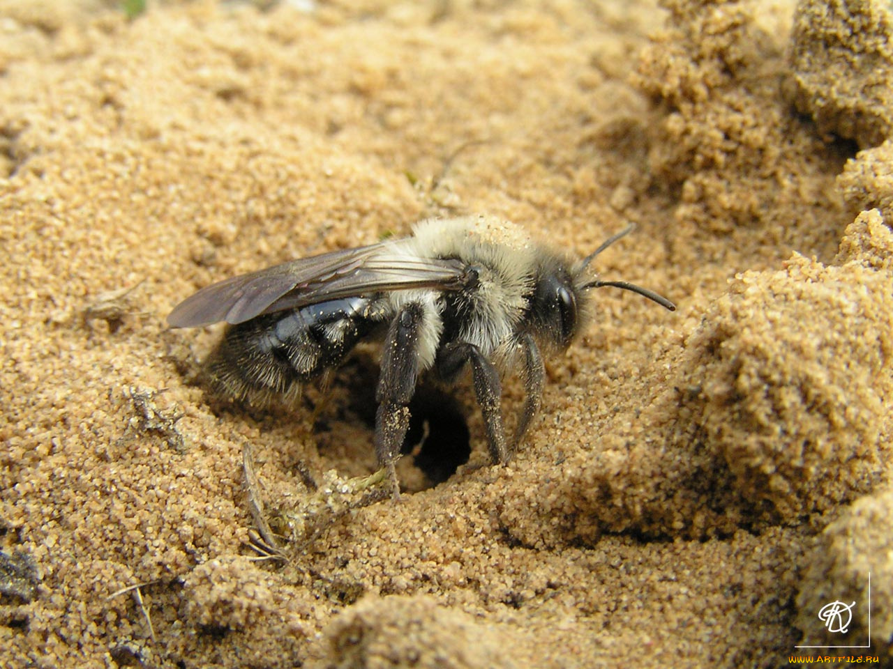 пчела, мохноногая, dasypoda, plumipes, копает, нору, животные, пчелы, осы, шмели