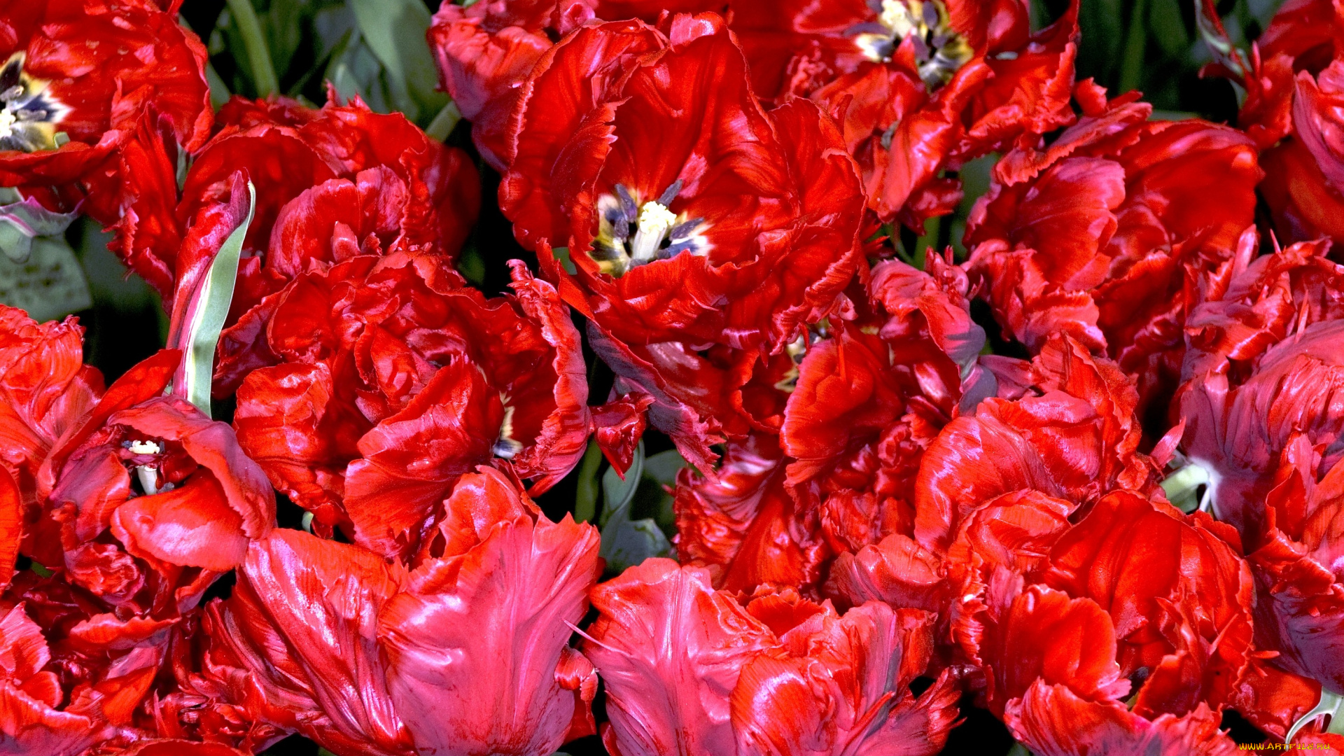 цветы, тюльпаны, красный, много, яркий